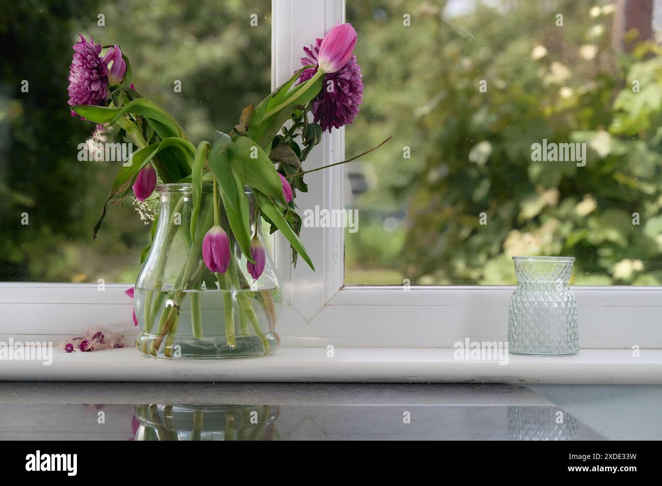 Fleurs pourpres coupées légèrement fanées dans un vase en verre et un vase en verre vide sur une étagère devant la fenêtre avec jardin feuillu flou en arrière-plan Banque D'Images