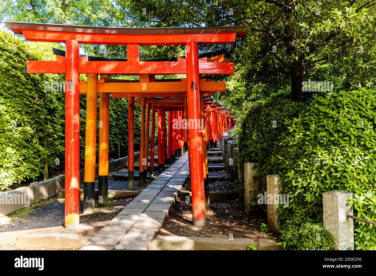 Sentier du grand torii rouge à Nezu Jinja, un sanctuaire shinto établi à l'époque Tokugawa et situé dans le quartier Bunkyō de Tokyo, au Japon Banque D'Images