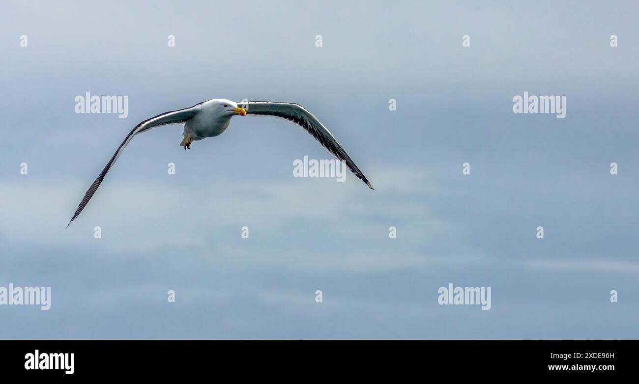 Mouette à dos noir en vol avec fond de ciel bleu Banque D'Images