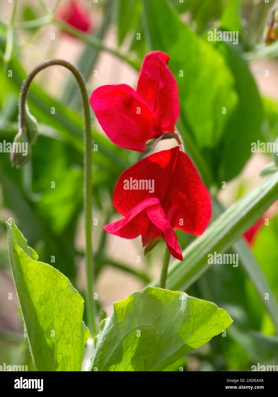 Gros plan de Sweet Pea Lathyrus odoratus 'Queen Alexandra' dans un jardin au début de l'été Banque D'Images