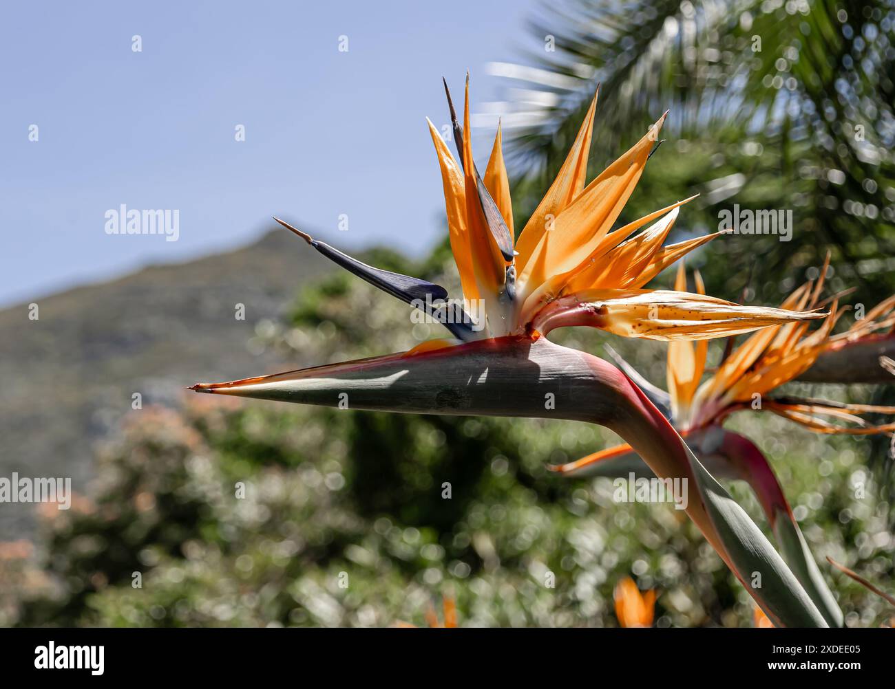 Fleur la plus inhabituelle Strelitzia reginae, Paradise Bird fleur sur fond de colline et de ciel bleu. Fleurs africaines. Afrique du Sud Flora. Création étonnante de la nature, plante en fleurs, jardin botanique Banque D'Images