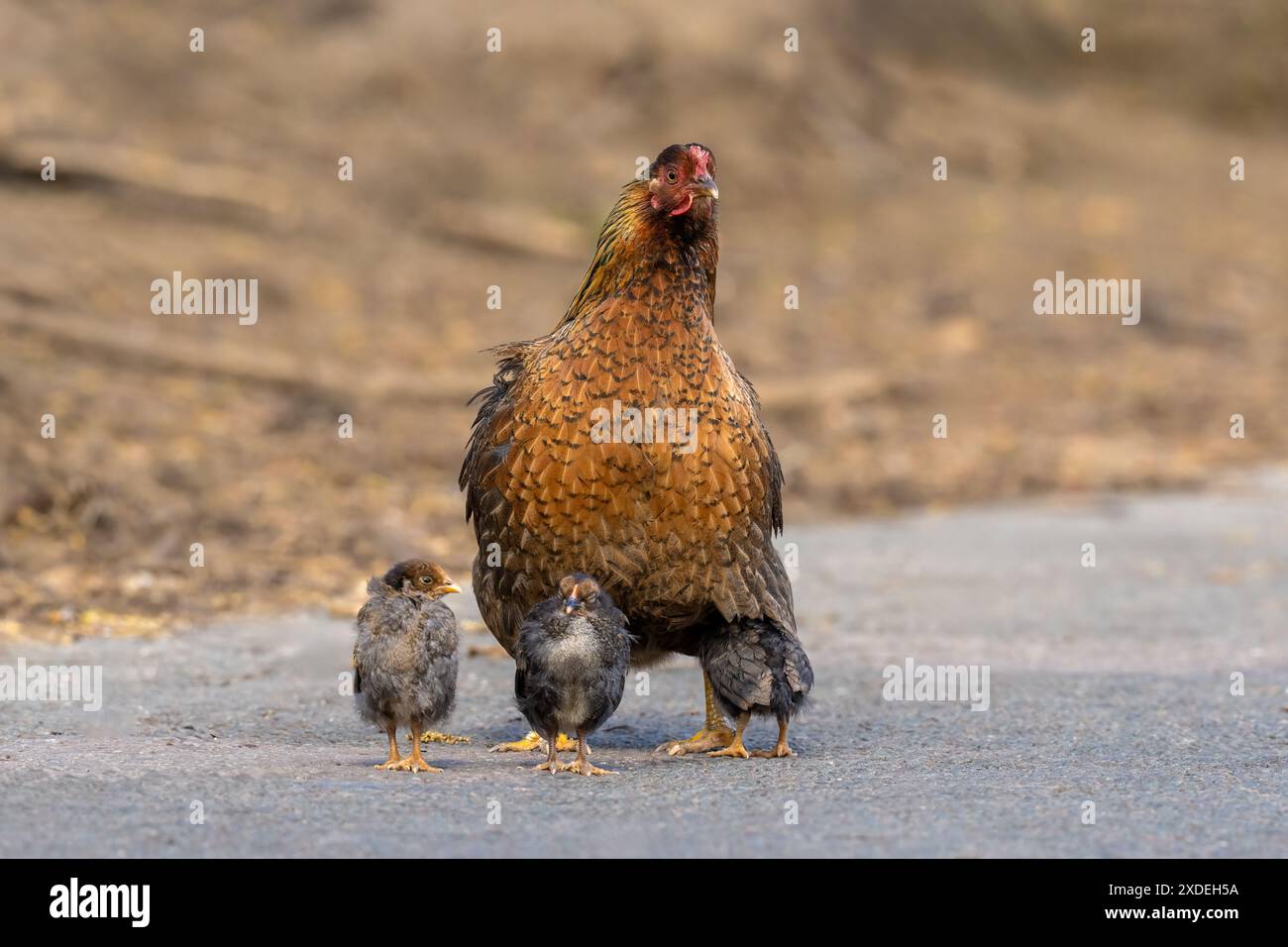 Poule avec ses poussins-Gallus gallus domesticus. Banque D'Images