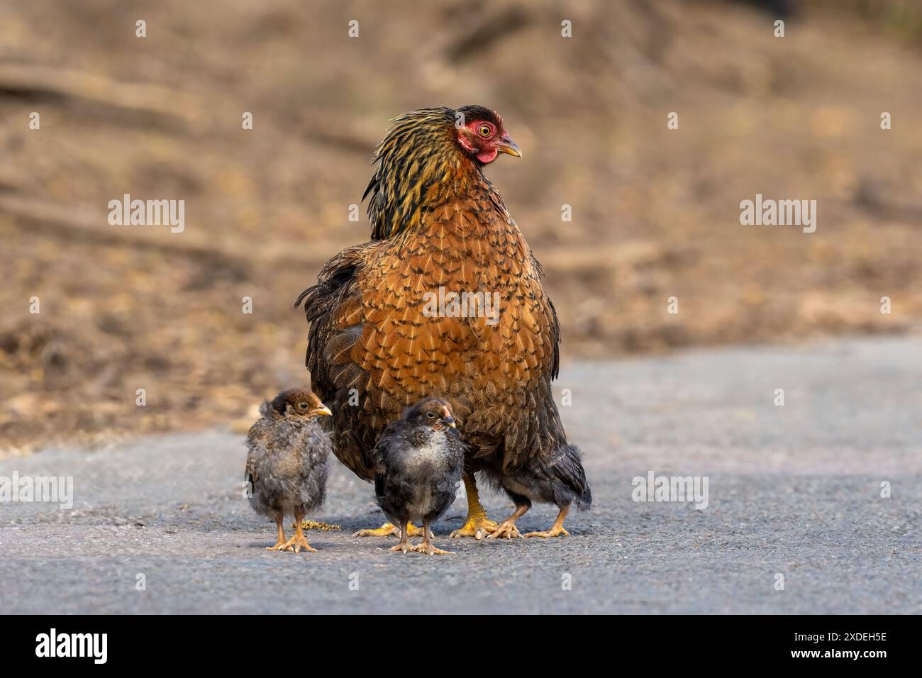 Poule avec ses poussins-Gallus gallus domesticus. Banque D'Images