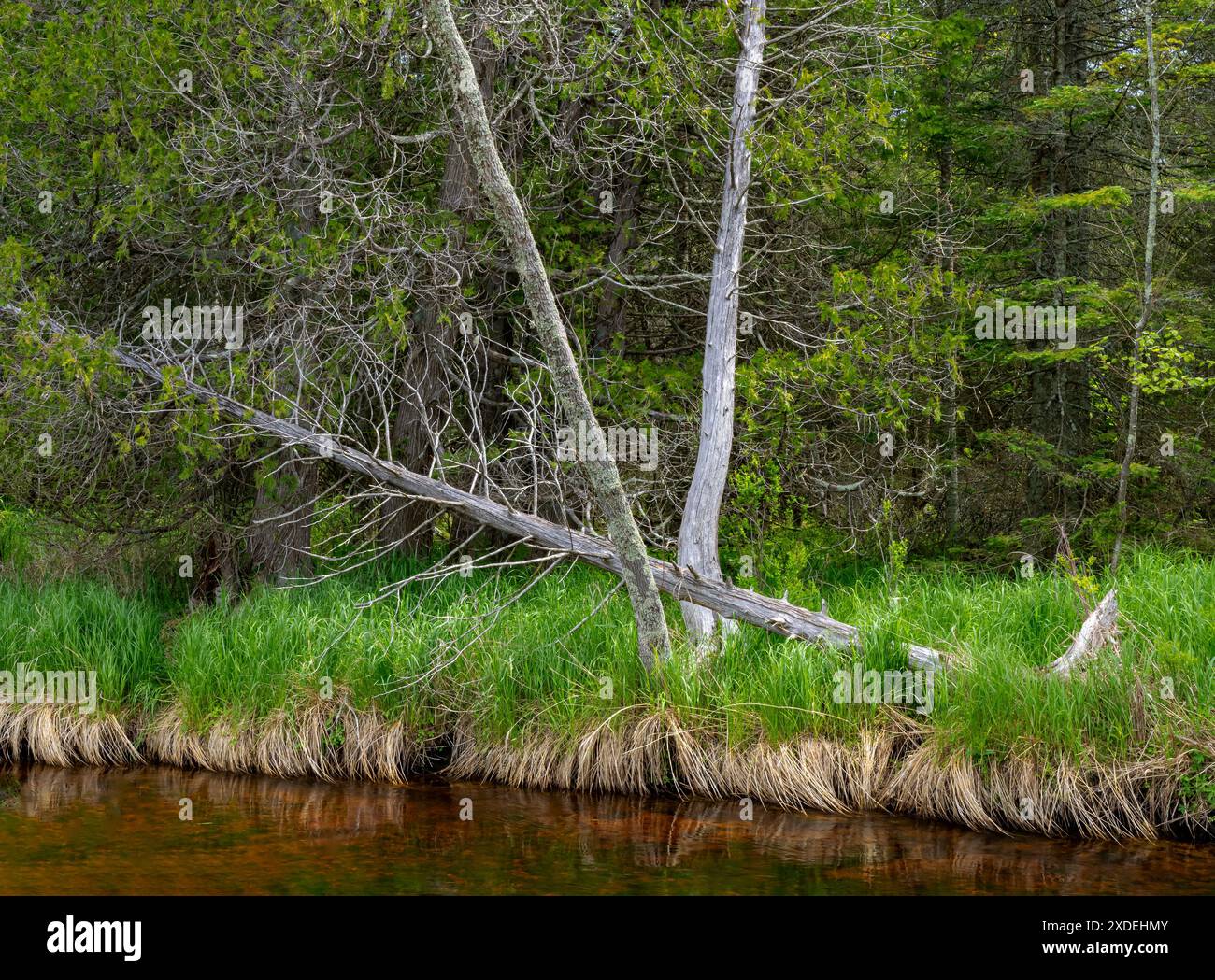 Reiboldt Creek coule de Mud Lake State Wildlife refuge juste avant de se vider dans North Bay sur le lac Michigan sur la péninsule de Door, dans le comté de Door, Wisconsin Banque D'Images