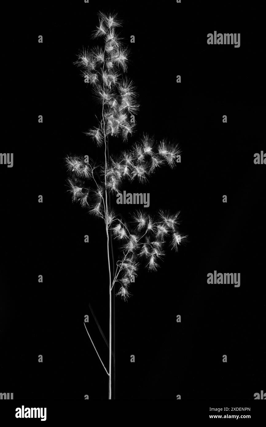 Herbe natale Melinis repens 14490 Banque D'Images