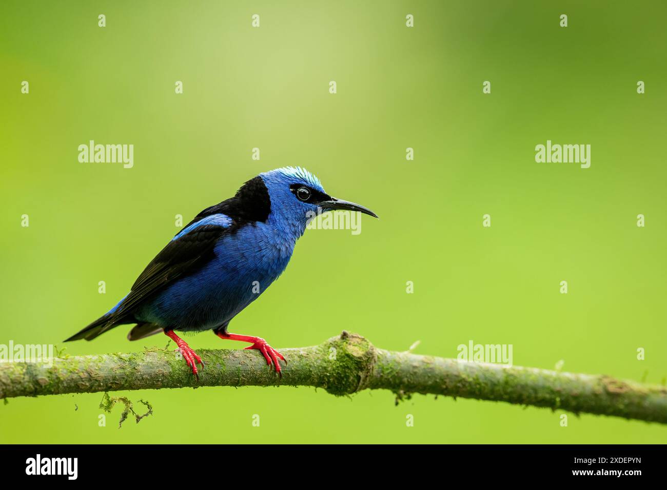 La Fortuna, le volcan Arenal, la faune et l'observation des oiseaux au Costa Rica. Banque D'Images