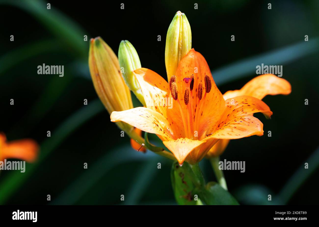 Gartenblume Feuerlilie Lilium bulbiferum Die Feuerlilie kommt in der Natur in den Voralpen, in Südtirol, aber auch bis zu den Pyrenäen vor, ganz früher war sie in Deutschland in naturbelassenen Wiesen durchaus häufig zu finden, oft auch in ihrer zweiten Unterart croceum. Die orangeroten Schalenblüten sind mit ihrer Signalfarbe sehr auffällig, daher ist es nicht verwunderlich, dass diese als Gartenpflanze sehr begehrt ist. Moers Deutschland Nordrhein-Westfalen / NRW *** fleur de jardin Lily feu Lilium bulbiferum le lis feu se trouve à l'état sauvage dans les contreforts des Alpes, dans le Tyrol du Sud, mais Banque D'Images