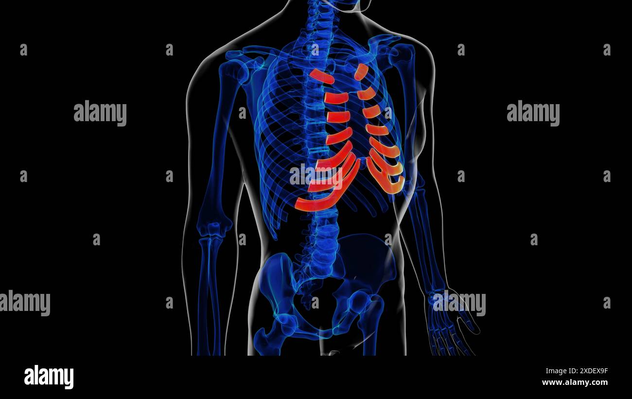 Anatomie du cartilage costal squelettique humain pour concept médical illustration 3D. Banque D'Images