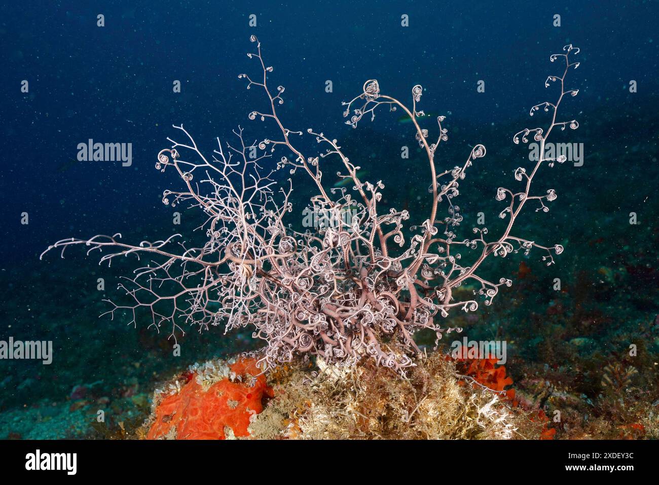 Image sous-marine d'une étoile de panier méditerranéenne (Astrospartus mediterraneus) avec de nombreuses petites branches. Site de plongée Marine Protected Area Cap de Creus Banque D'Images
