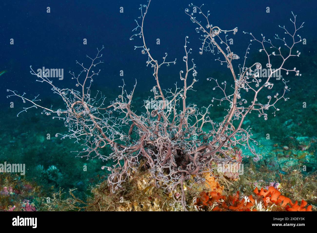 Grand organisme ressemblant au corail, étoile méditerranéenne (Astrospartus mediterraneus), avec des branches ramifiées sur le fond marin. Site de plongée Marine Protected Banque D'Images