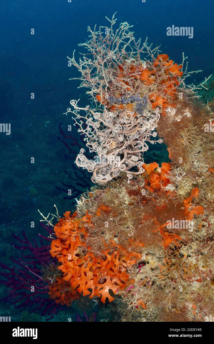 Paysage sous-marin coloré avec diverses créatures, étoile méditerranéenne (Astrospartus mediterraneus), éponge épineuse orange (Acanthella acuta) Banque D'Images