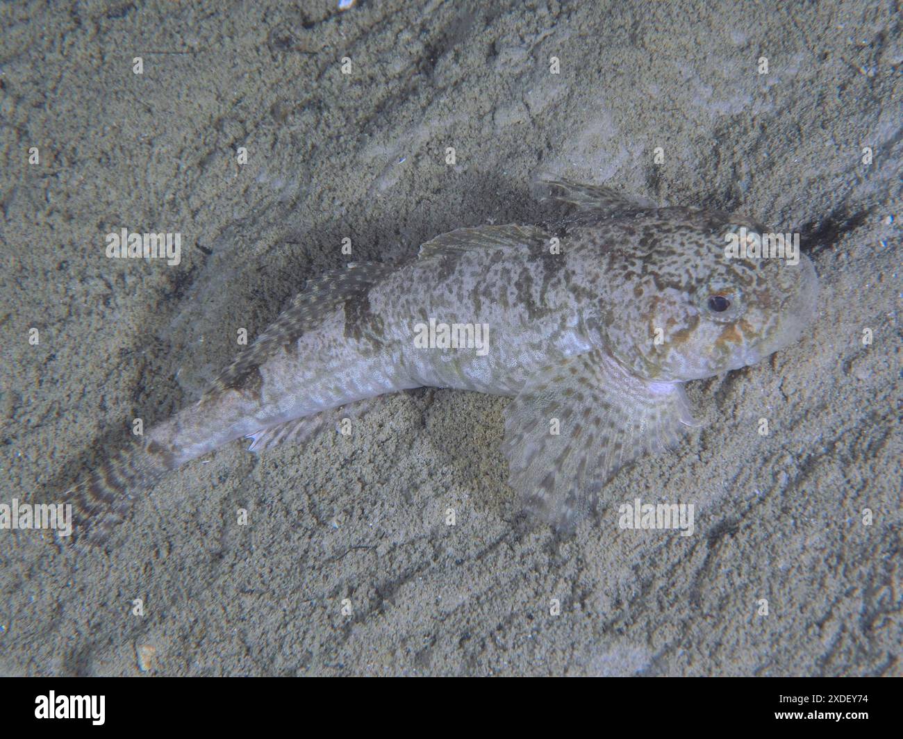 Une bullhead européenne bien camouflée (Cottus Gobio), bullhead, dolm, repose sur le fond sablonneux. Site de plongée Grosser Parkplatz, Herrliberg, lac de Zurich Banque D'Images