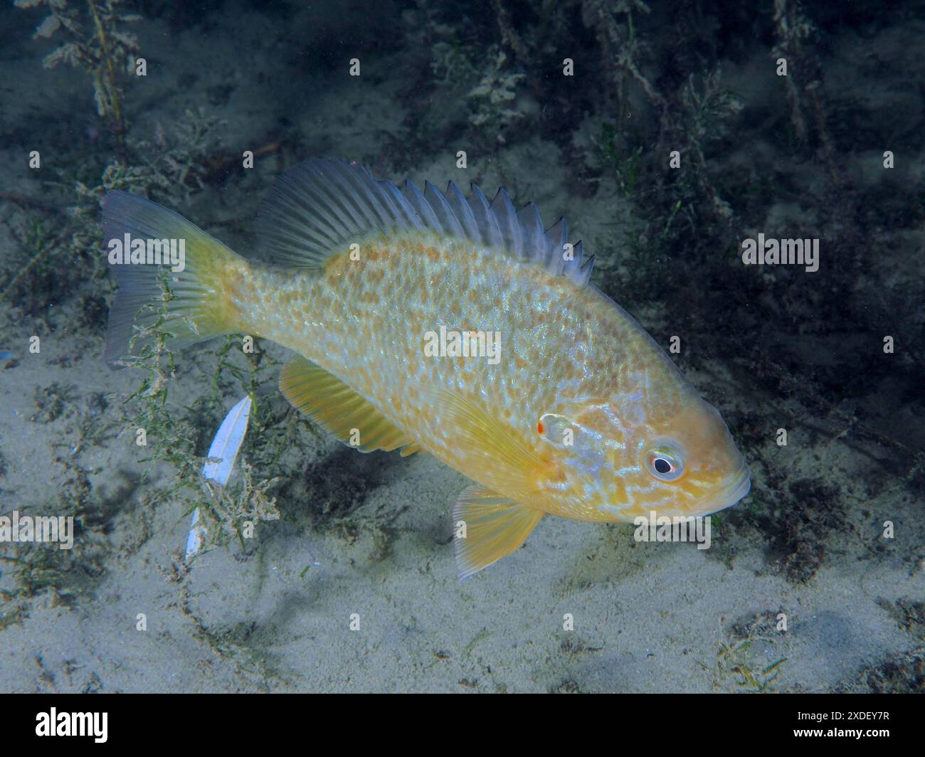 Une espèce envahissante, le Lepomis gibbosus, nage sur le fond sablonneux entouré d'algues. Site de plongée Pumpwerk Rueschlikon, Lake Banque D'Images