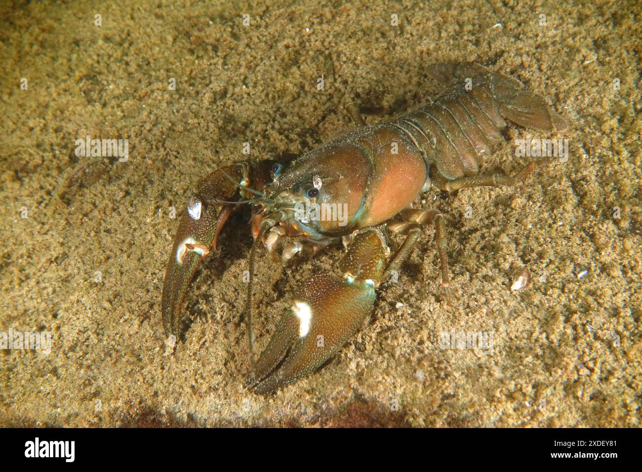Une écrevisse de signal (Pacifastacus leniusculus), écrevisse américaine, espèce envahissante, gros plan sur sol sablonneux avec griffes ouvertes. Site de plongée Terlinden Banque D'Images