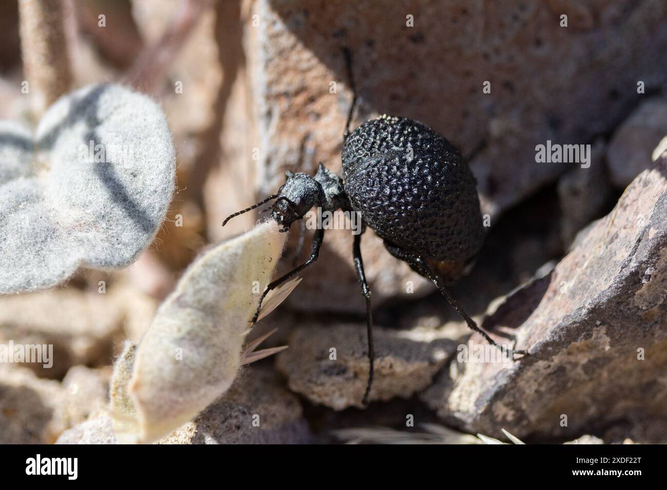 Desert Blister Beetle - Cysteodemus armatus Banque D'Images