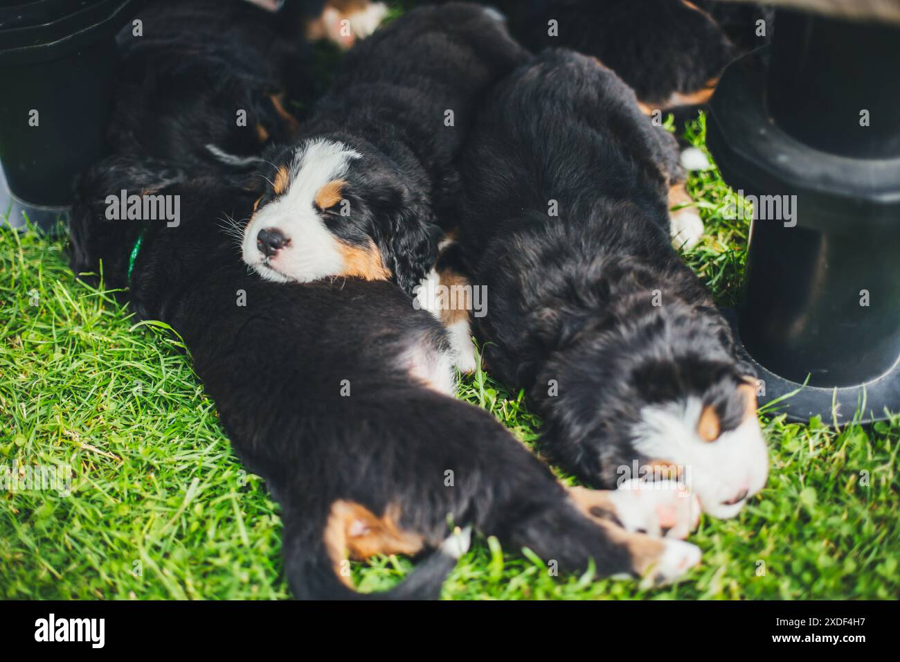 Chiots bernois de chien de montagne Banque D'Images