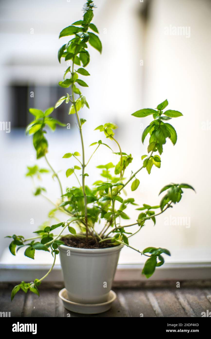 Une plante de basilic en pot saine qui prospère sur un rebord de fenêtre ensoleillé. Parfait pour les idées liées au jardinage d'intérieur, aux herbes et à la décoration intérieure. Banque D'Images