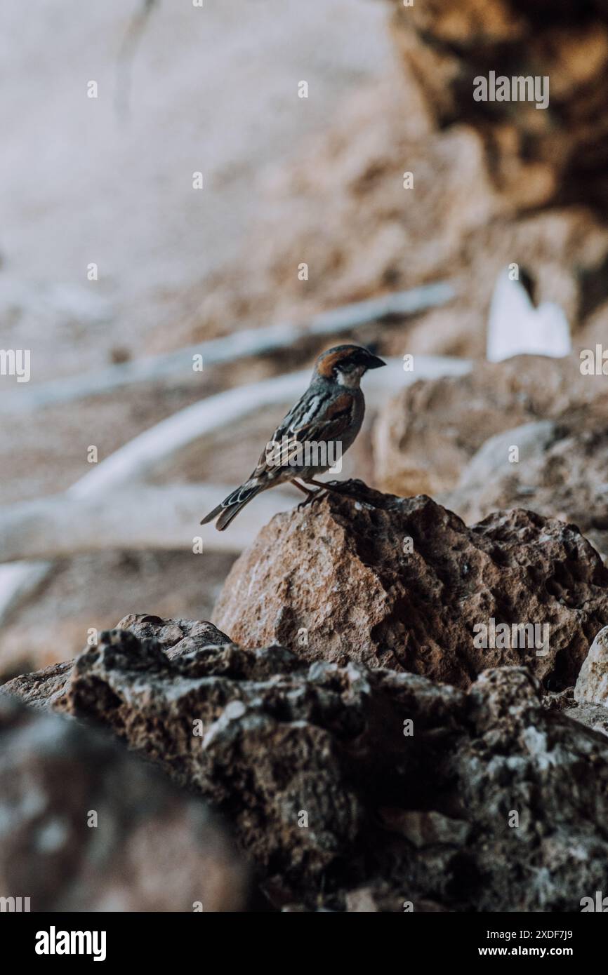 Un petit oiseau perché sur une surface rocheuse à Detwah Lagoon, Socotra, Yémen. Banque D'Images