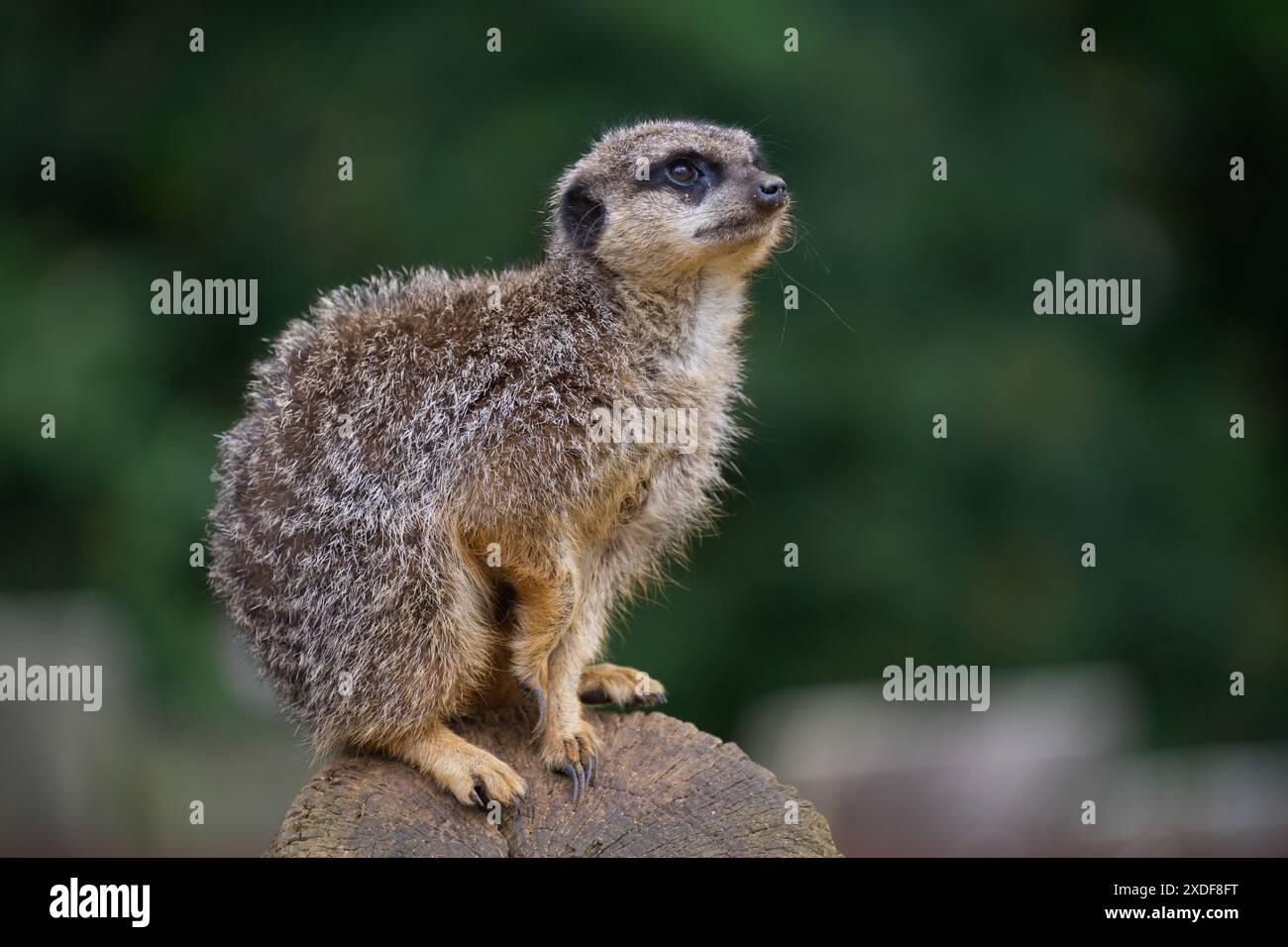 Une suricate à la recherche de prédateurs Banque D'Images