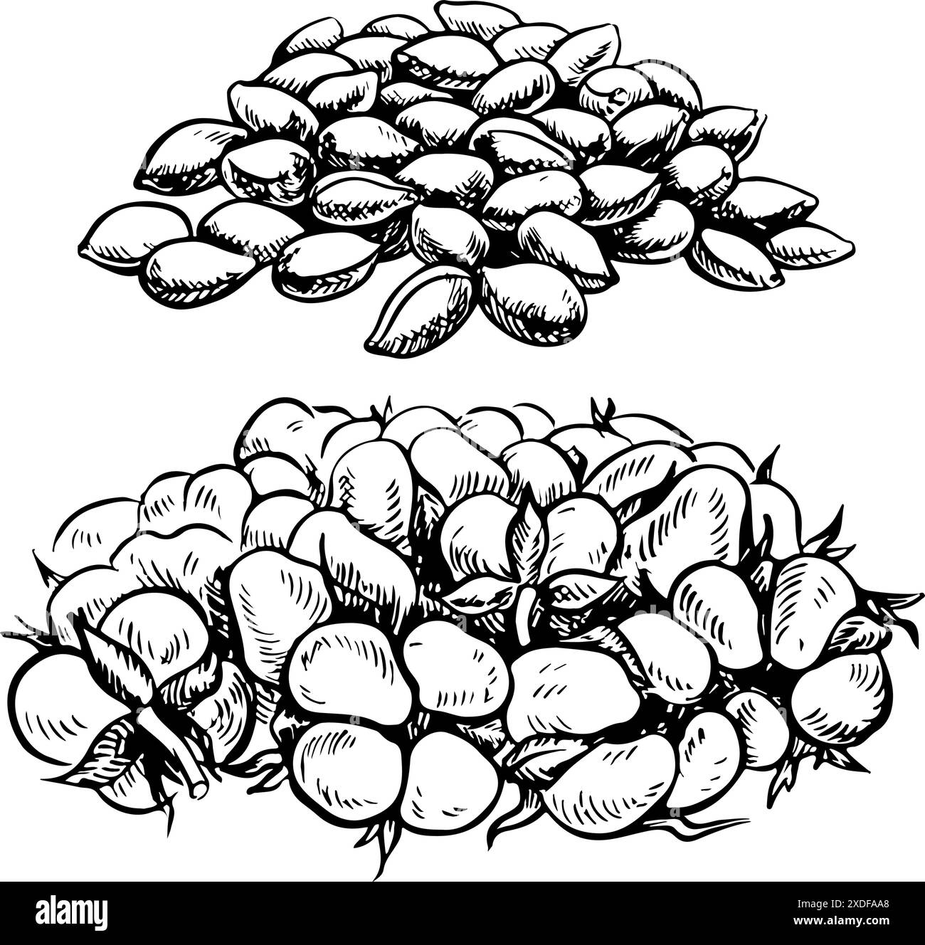 Des graines de coton et un bouquet de têtes de coton mûres et moelleuses. Noir et blanc, détaillé, graphique, illustration vectorielle. Isolez, dessiné à la main sur un backgrou blanc Illustration de Vecteur