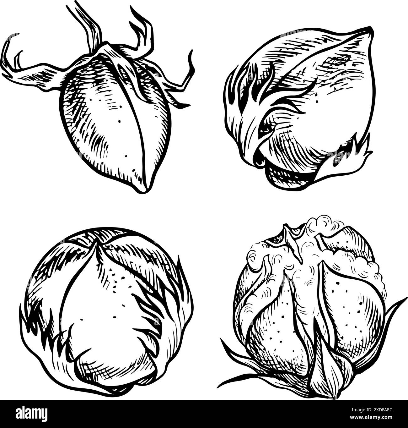 Le coton est biologique. Un ensemble de têtes de coton non mûres et non ouvertes. Noir et blanc, graphique, illustration vectorielle mettant en évidence les caractéristiques botaniques de co Illustration de Vecteur