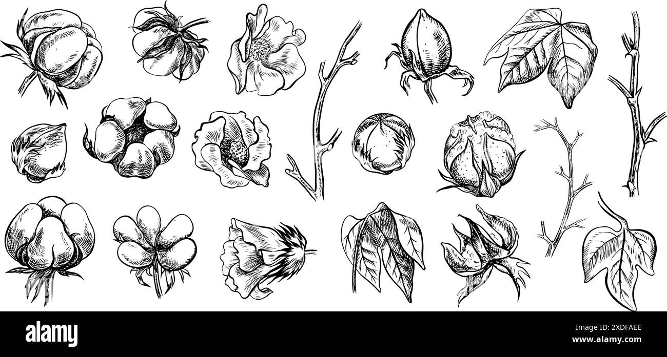 Le coton est biologique. Un ensemble d'illustrations vectorielles graphiques détaillées en noir et blanc sous la forme de boîtes de coton, mettant l'accent sur les caractéristiques botaniques. I Illustration de Vecteur