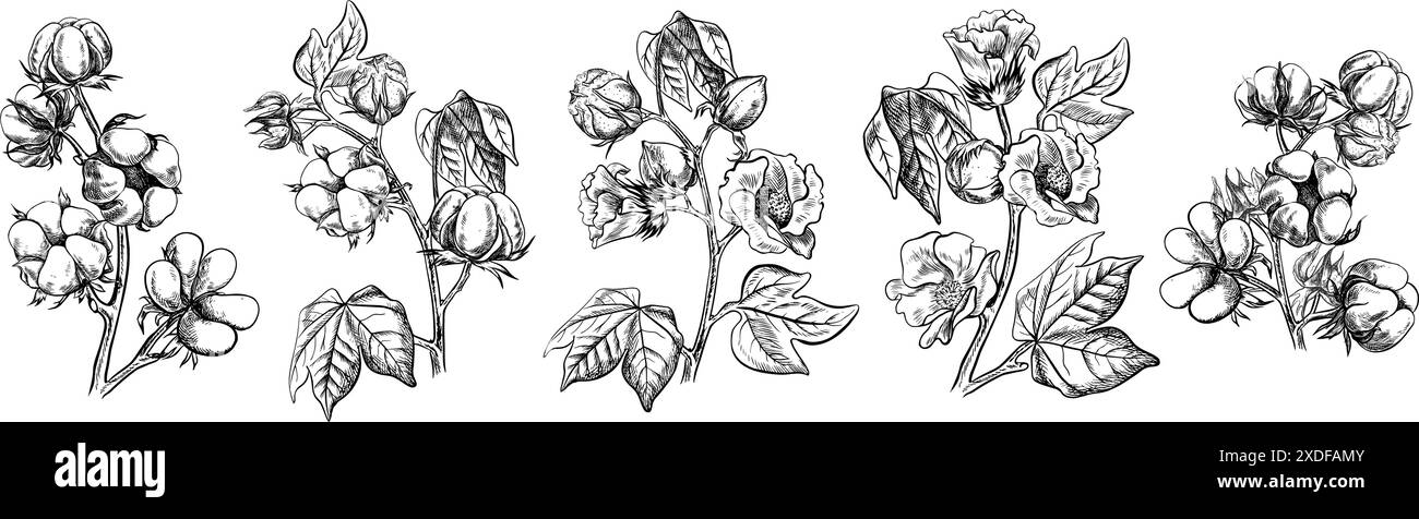 Le coton est biologique. Un ensemble de branches de coton, mûres, non mûres et florissantes. Noir et blanc, détaillé, graphique, illustration vectorielle. Isoler, main-dra Illustration de Vecteur