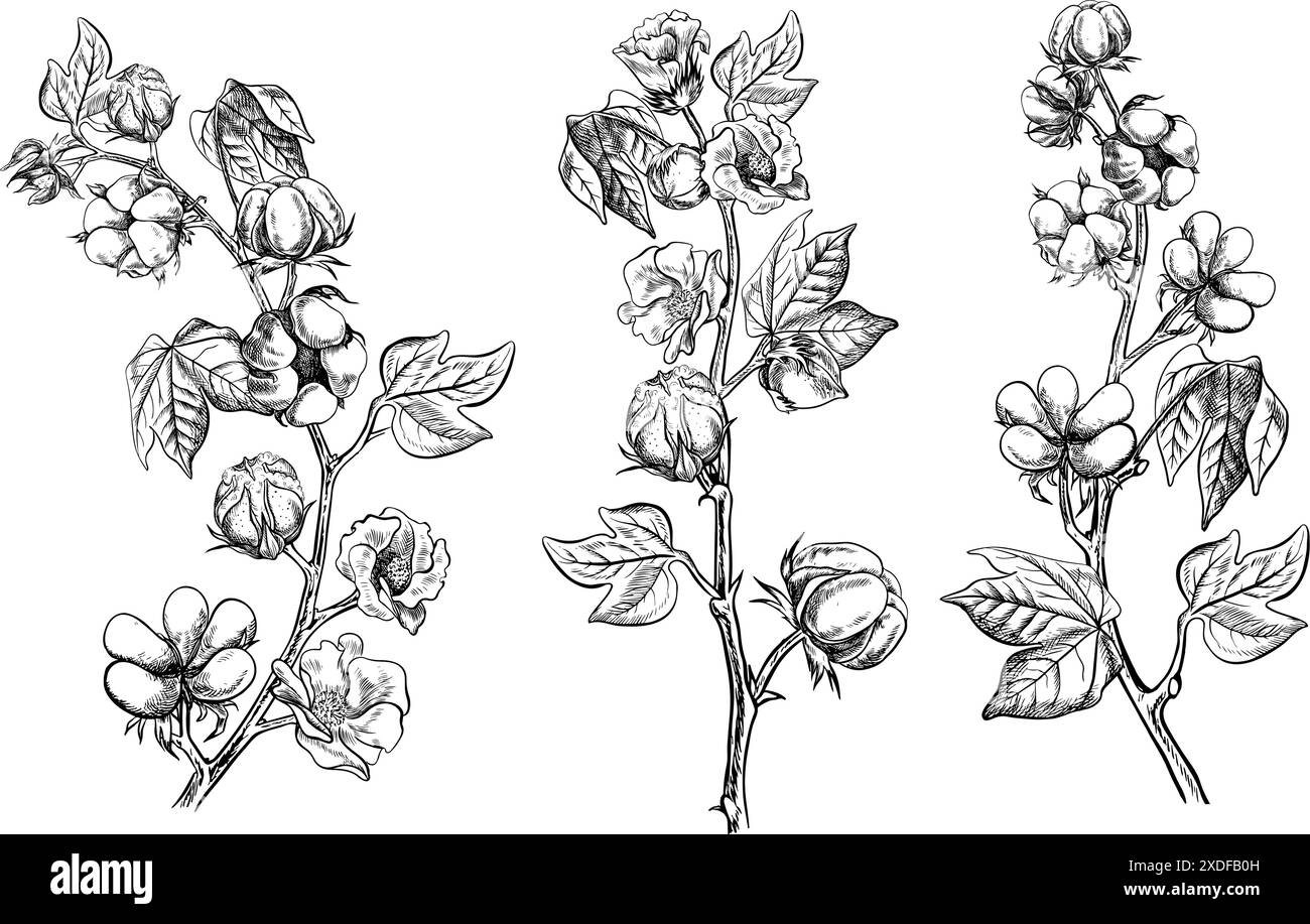 Le coton est biologique. Un ensemble de branches de coton, mûres, non mûres et florissantes. Noir et blanc, détaillé, graphique, illustration vectorielle. Isoler, main-dra Illustration de Vecteur