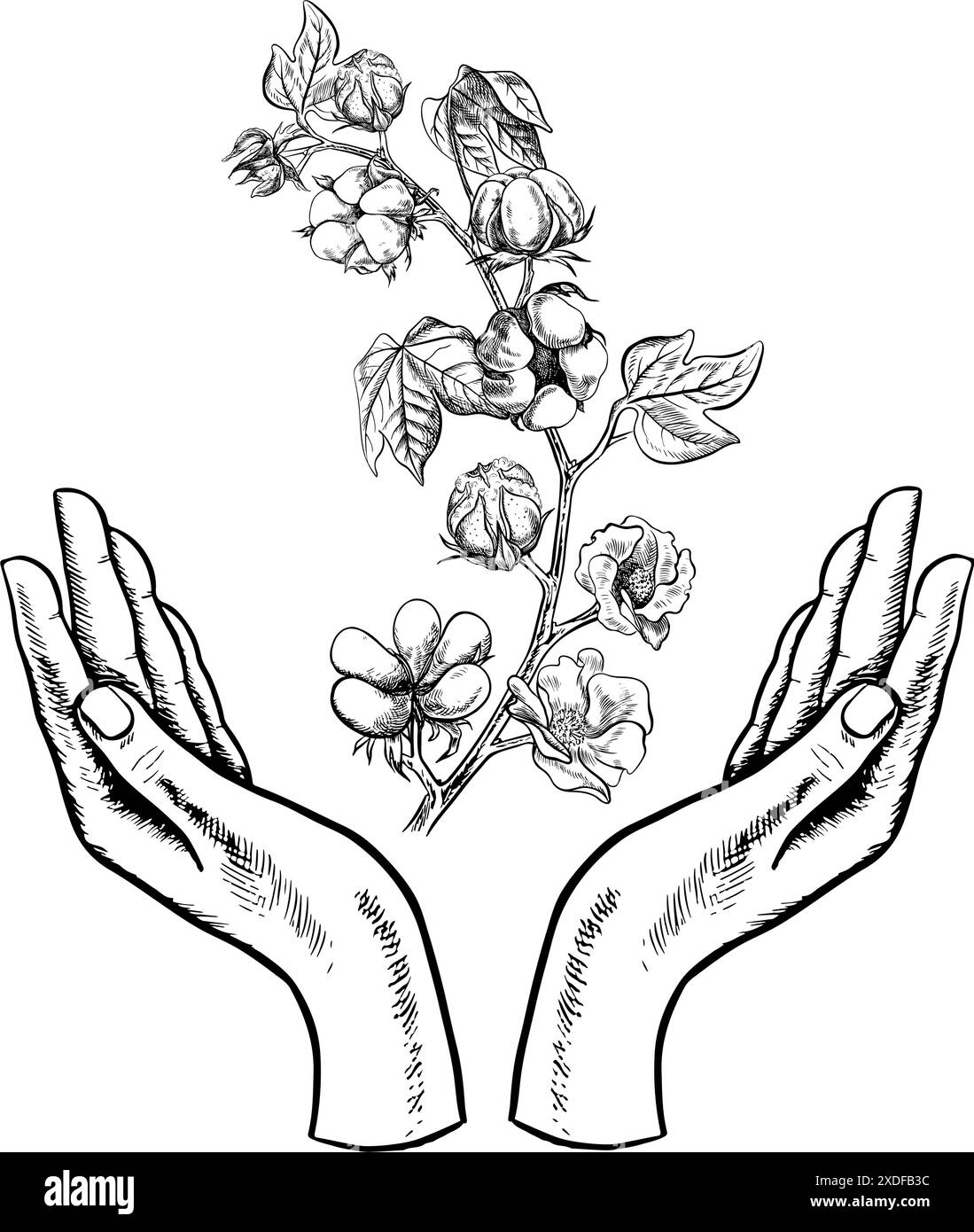 Le coton est biologique. Mains tenant une branche de coton. Vecteur noir et blanc, illustration graphique. Isolez, dessiné à la main. Pour les logos et les icônes du Illustration de Vecteur