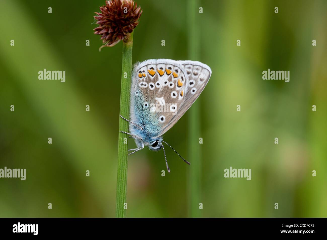 Papillon bleu commun mâle (Polyommatus icarus) perché sur la tige dans le Hampshire, Angleterre, Royaume-Uni, en juin Banque D'Images