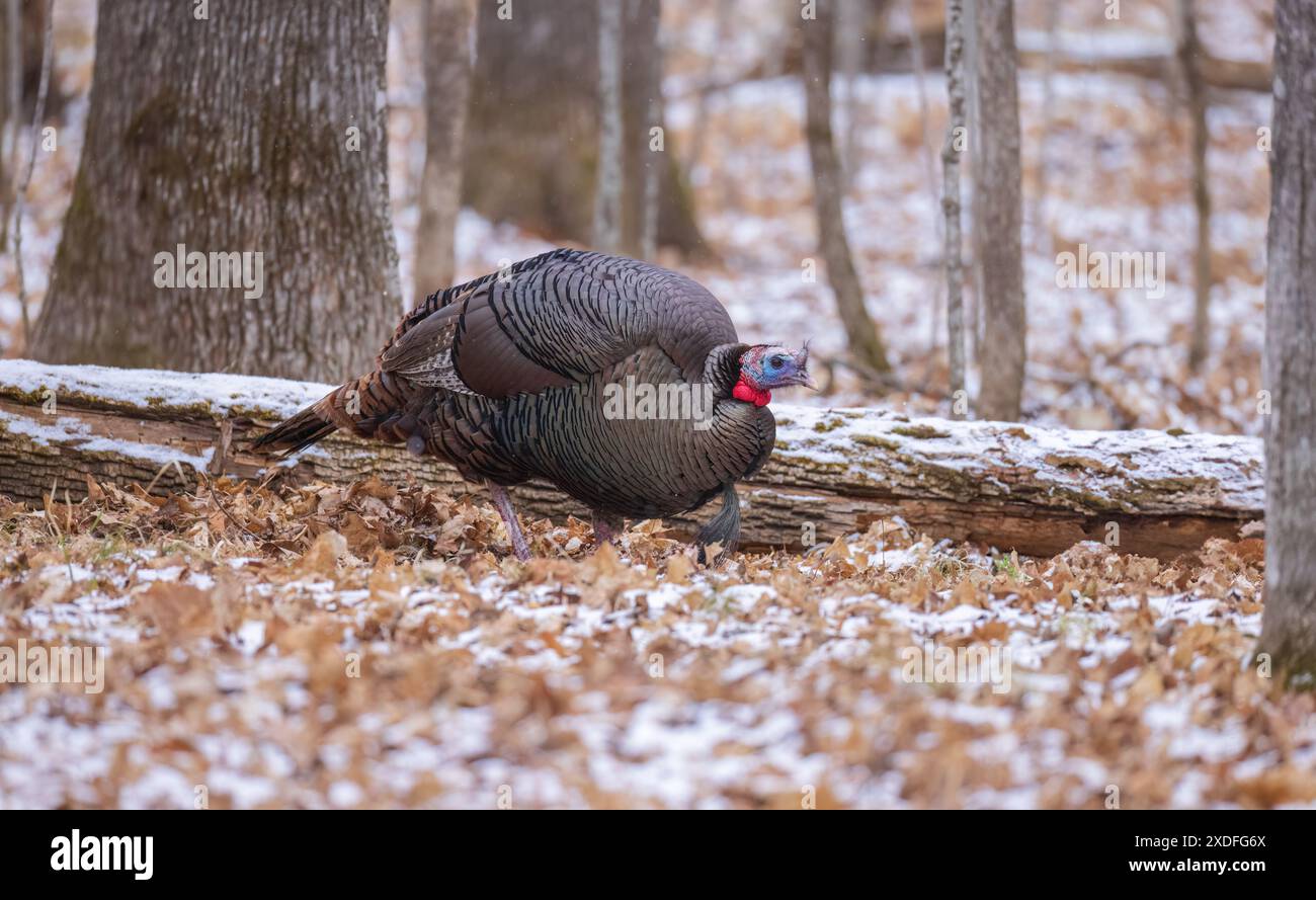 Tom turkey un jour d'hiver dans une forêt du nord du Wisconsin. Banque D'Images