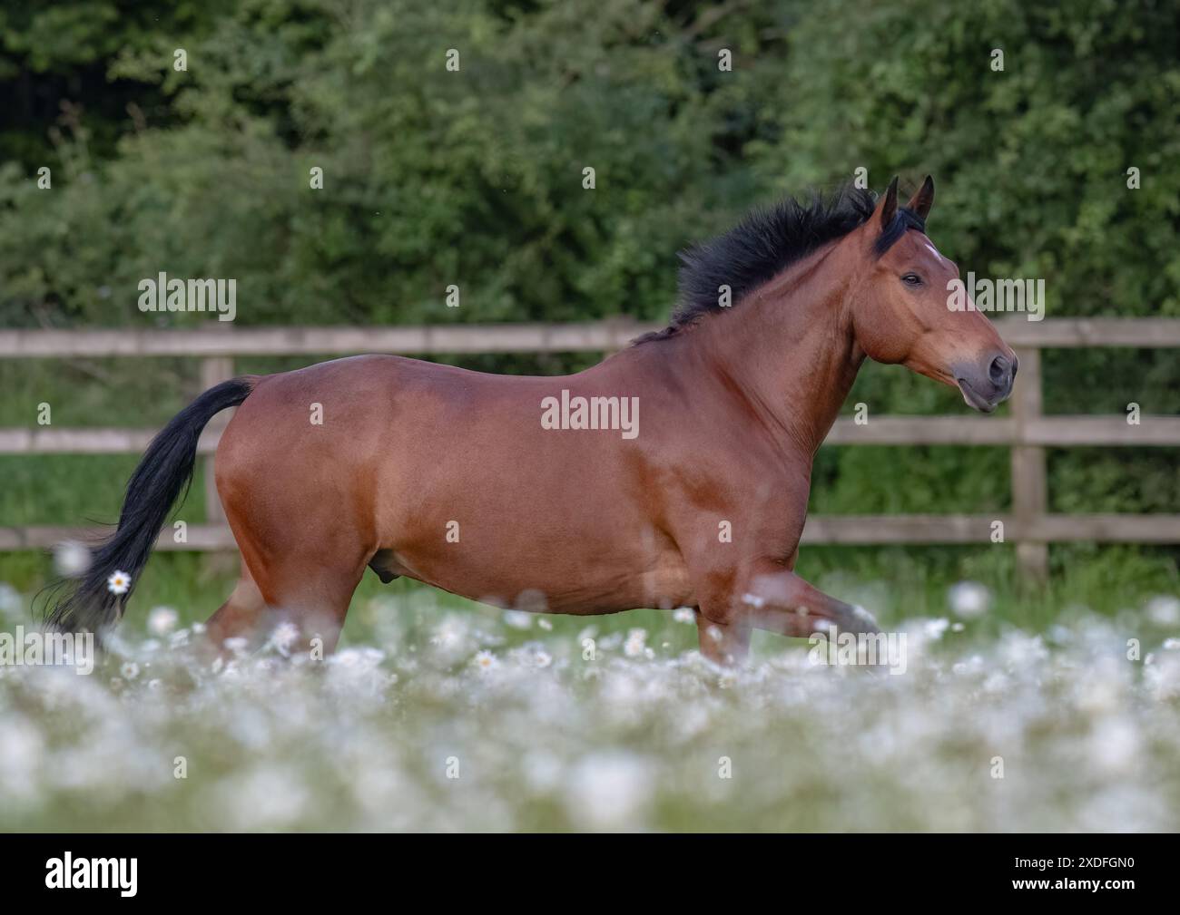Une vie naturelle. Un magnifique poney Connemara Bay, trotter dans le beau Oxeye daises sur le terrain. Suffolk Royaume-Uni Banque D'Images