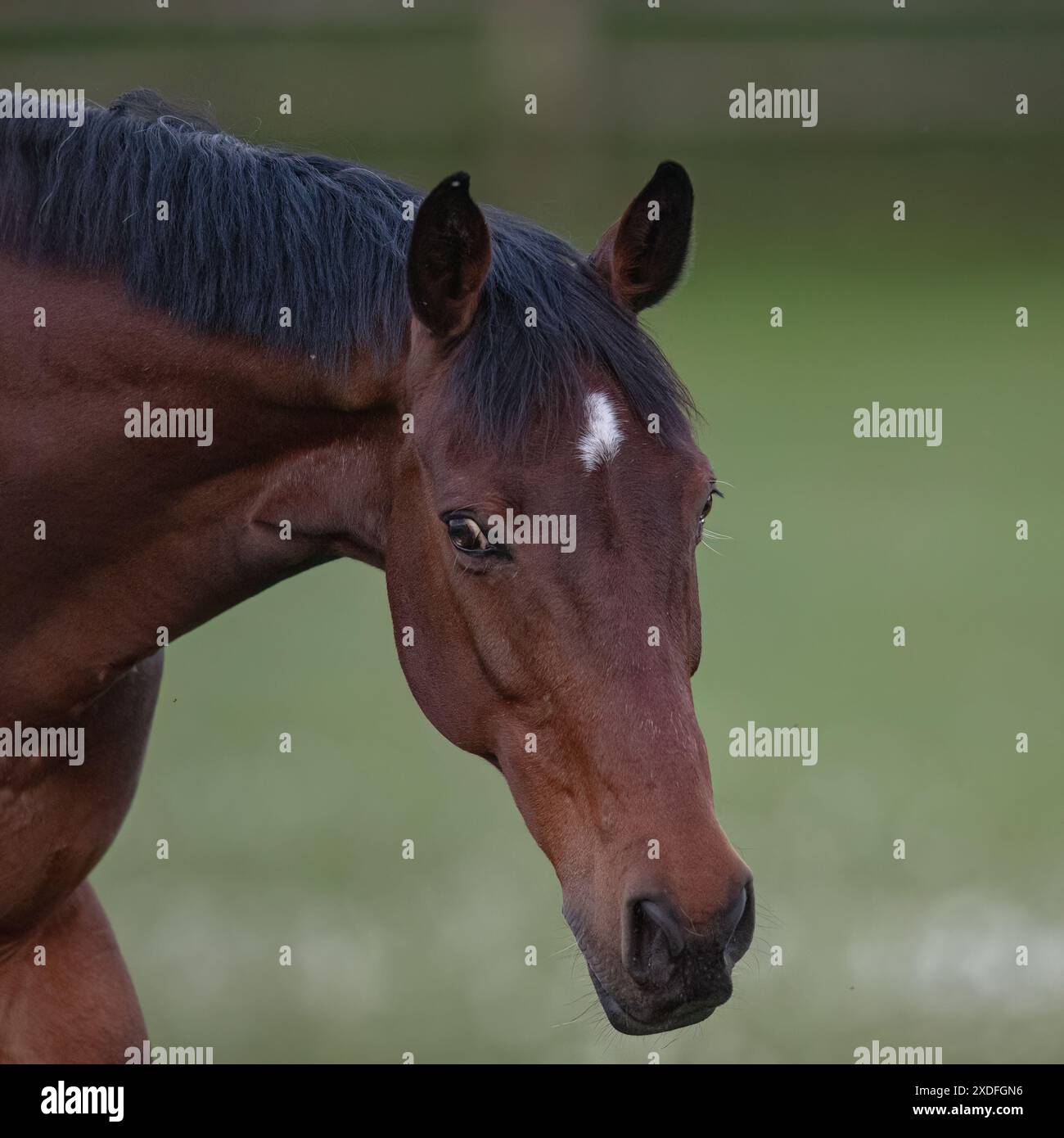 Un coup de tête de Smart Bay Irish Sport Horse . Affiche les détails de sa tête, de son cou et de sa crinière sur un fond clair. Suffolk, Royaume-Uni Banque D'Images