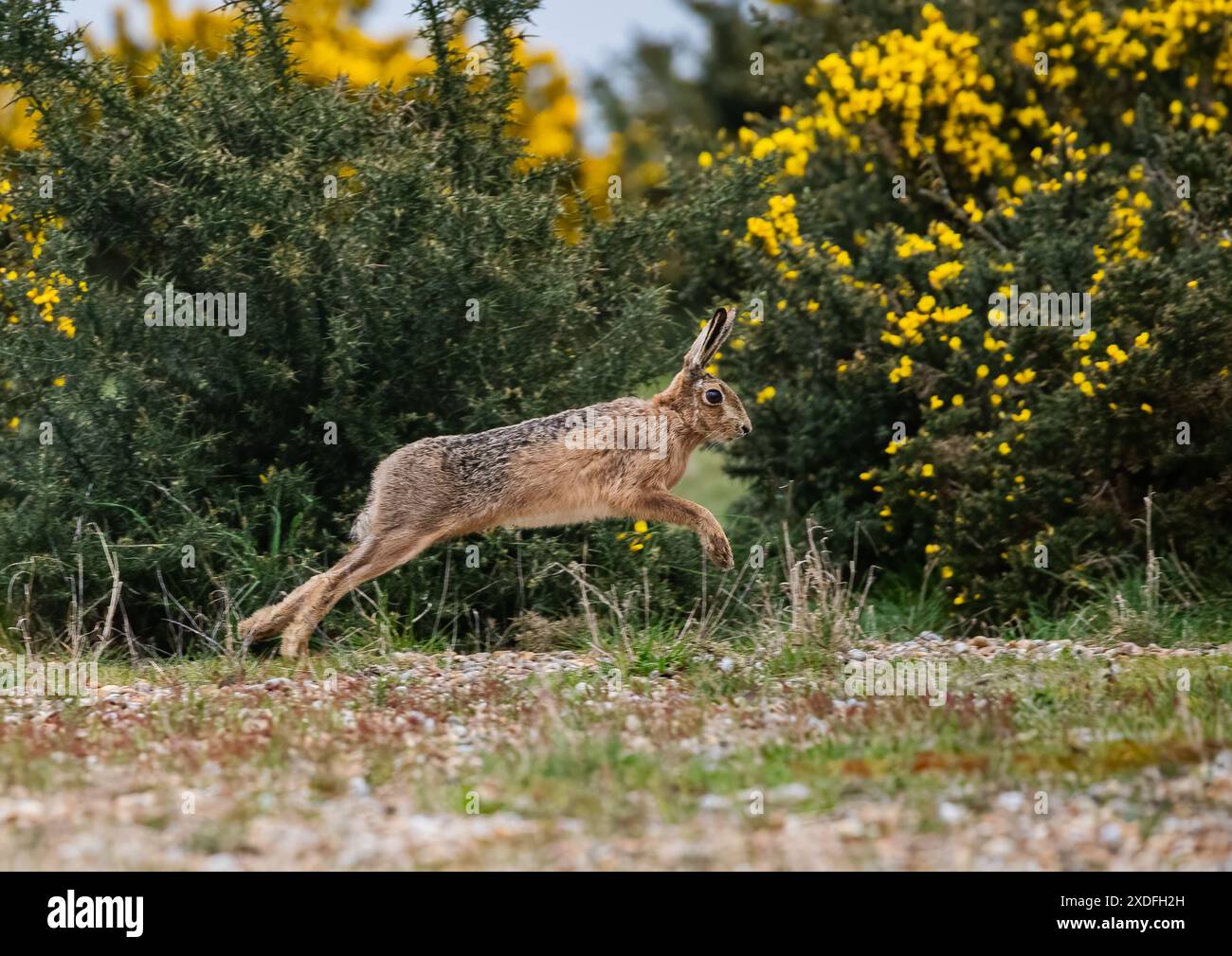 Le lièvre bondissant. Plan d'action d'un lièvre brun (Lepus europaeus) en plein vol devant le gorse. Havergate Island , Suffolk, Royaume-Uni Banque D'Images