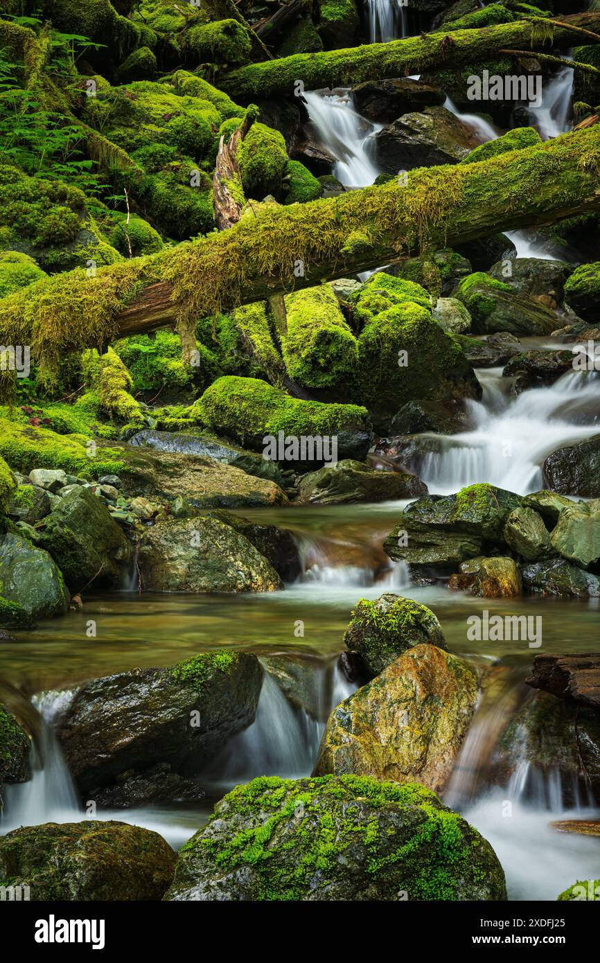 Petit ruisseau, rochers moussseux et bûches tombées le long du sentier Baker Lake, forêt nationale Mount Baker-Snoqualmie, comté de Skagit, Washington, États-Unis Banque D'Images