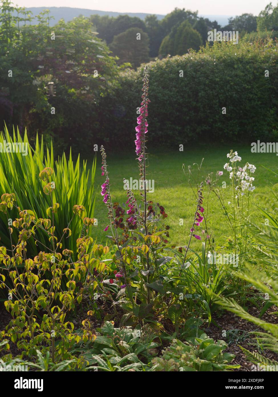 Jardin luxuriant avec des fleurs, des herbes et une haie à Biddulph Staffordshire, Angleterre. 19 juin 2024 Banque D'Images