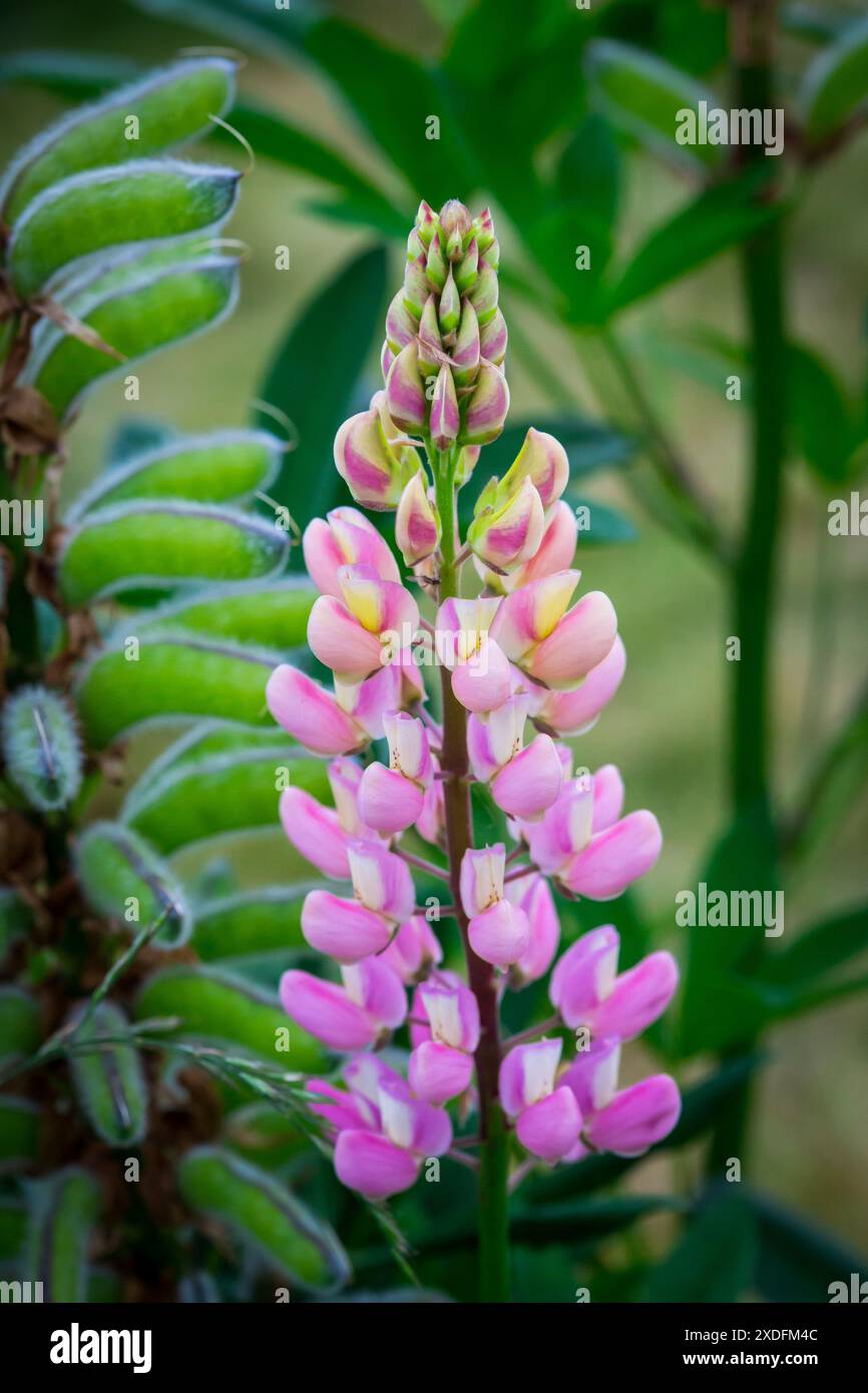 Lupin rose (lupin) Banque D'Images