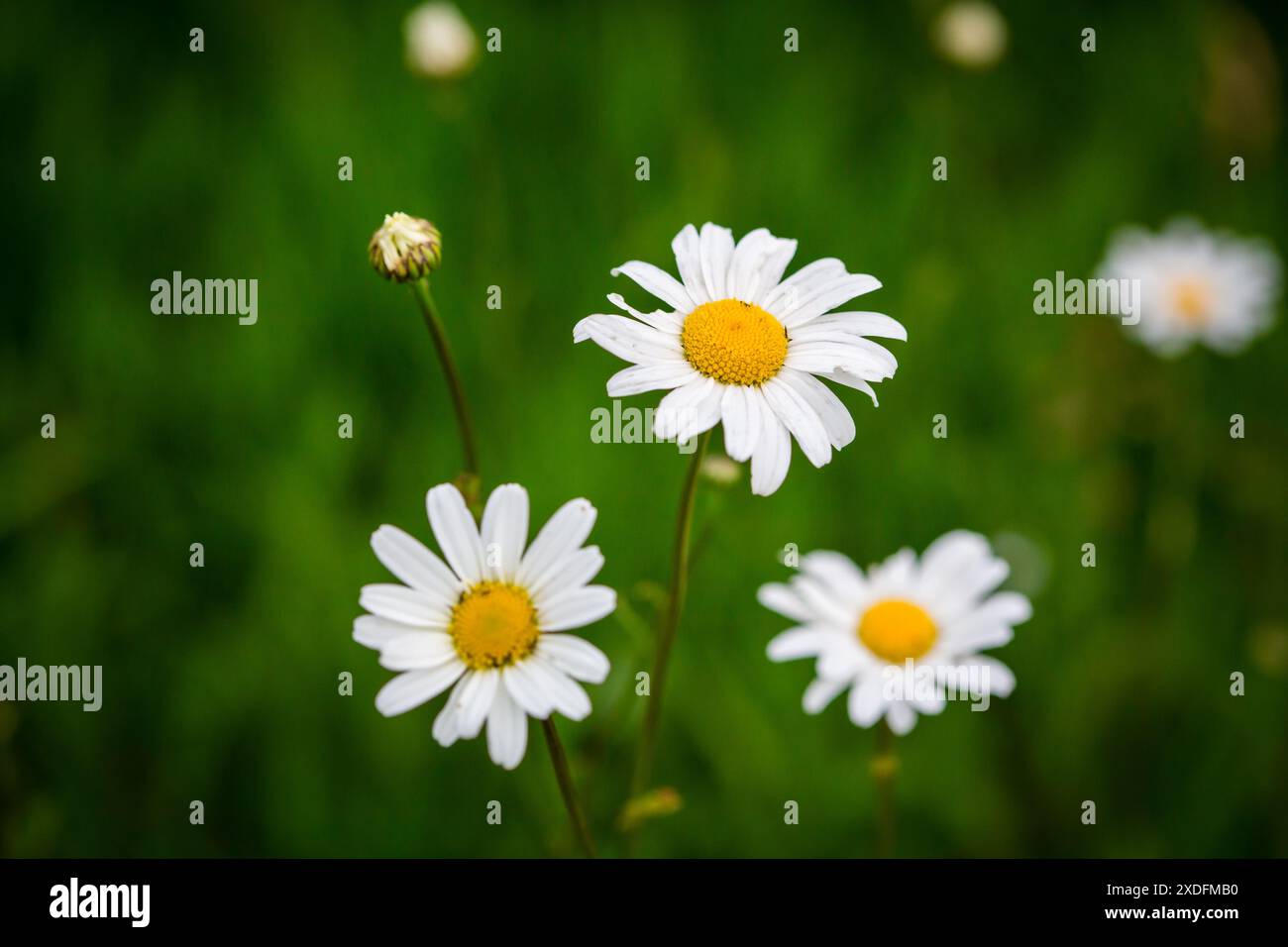 Marguerite, Marguerite (Leucanthemum vulgare) Banque D'Images