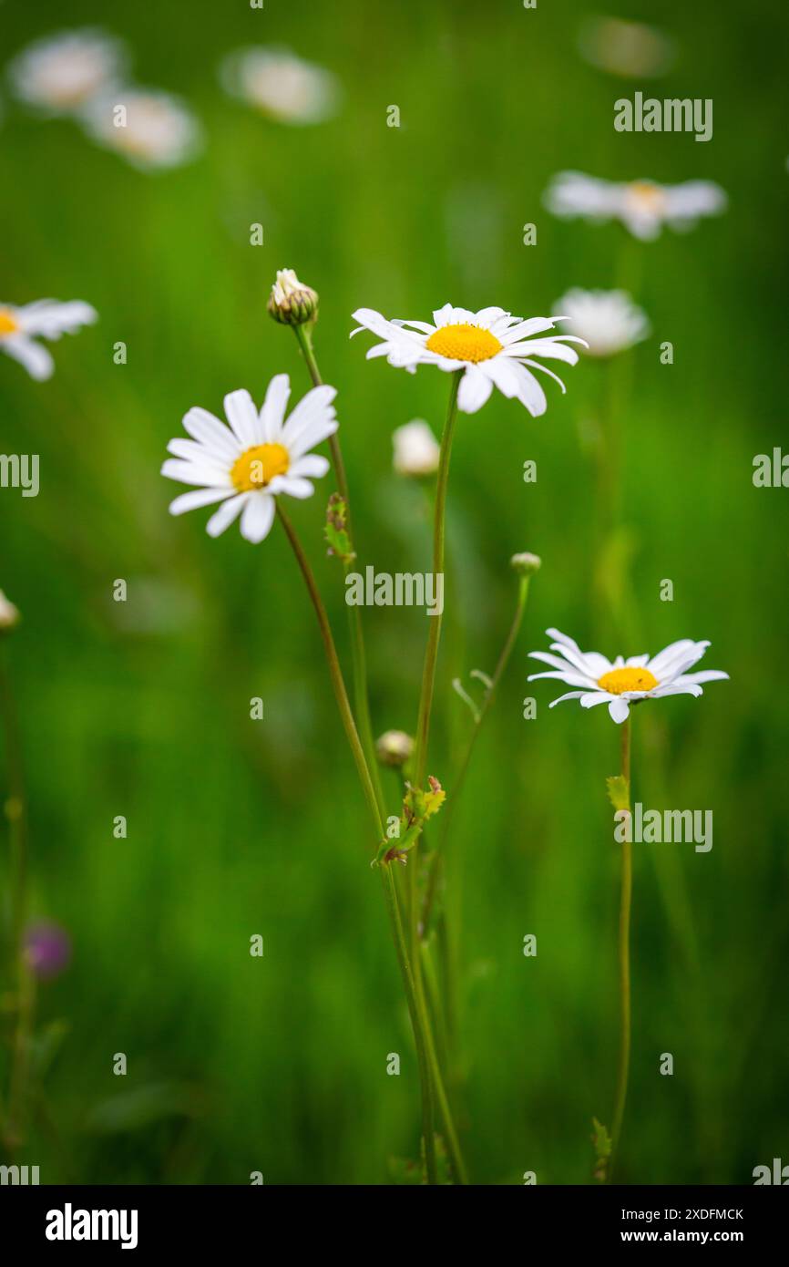 Marguerite, Marguerite (Leucanthemum vulgare) Banque D'Images