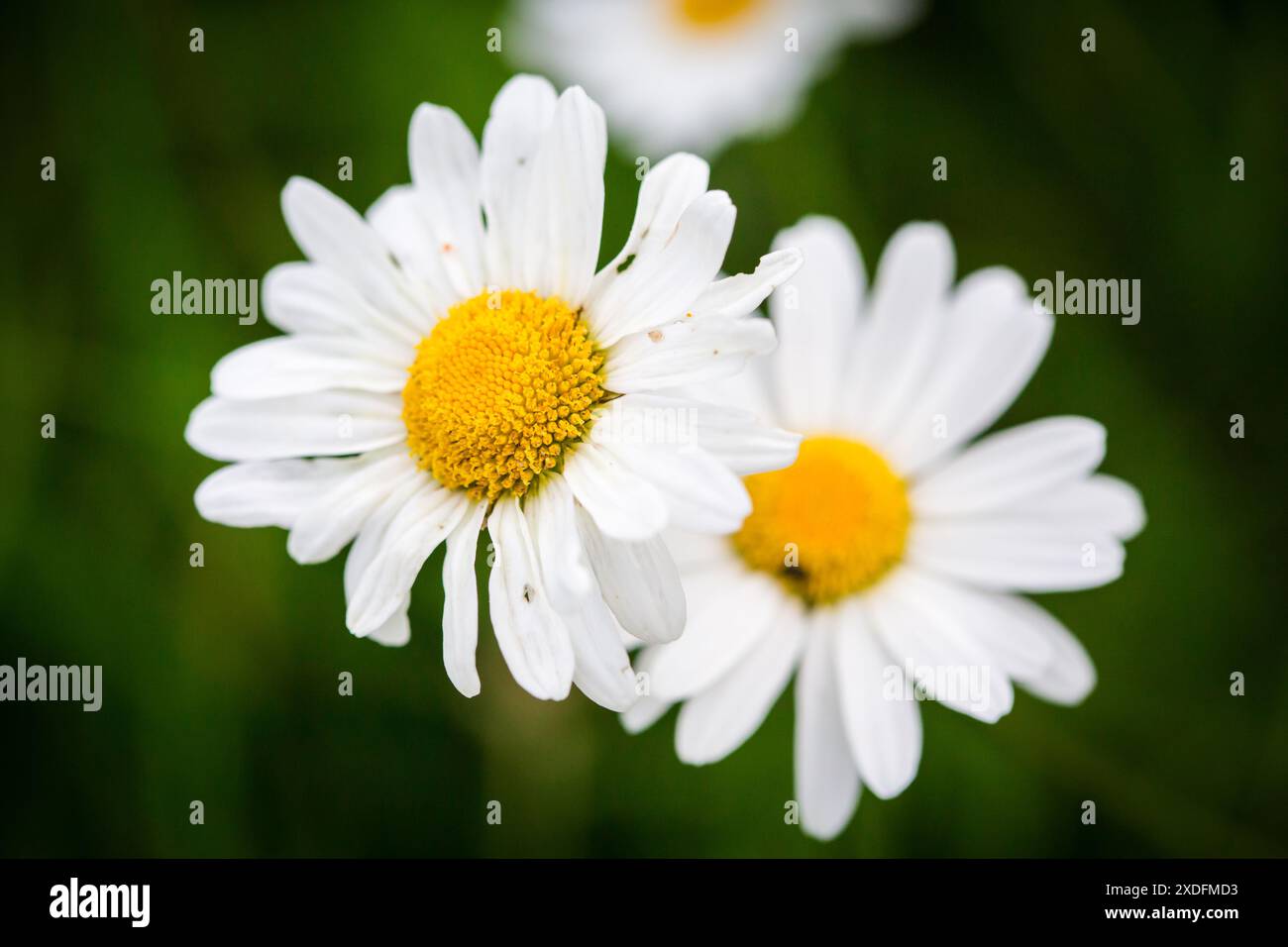 Marguerite, Marguerite (Leucanthemum vulgare) Banque D'Images