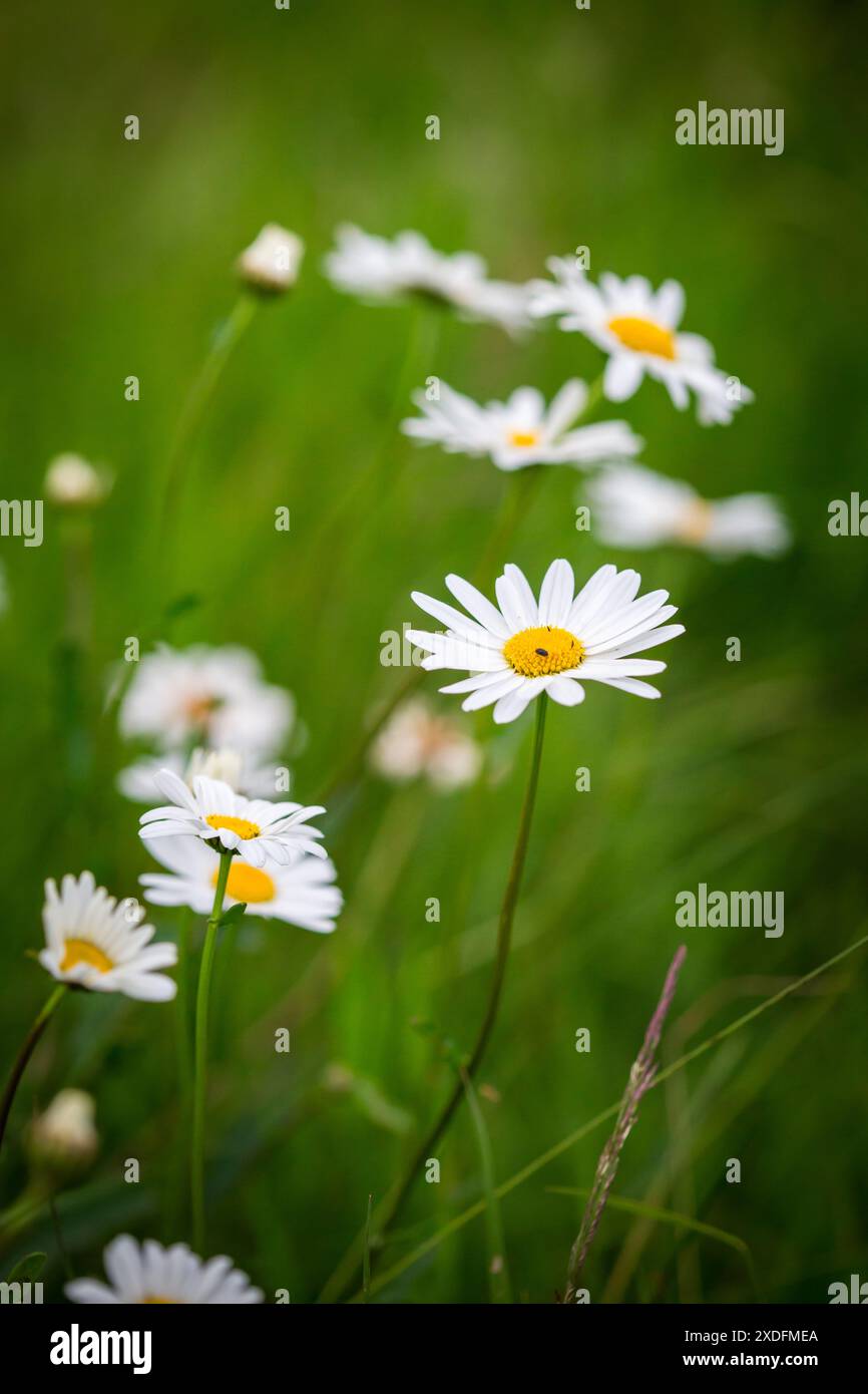 Marguerite, Marguerite (Leucanthemum vulgare) Banque D'Images