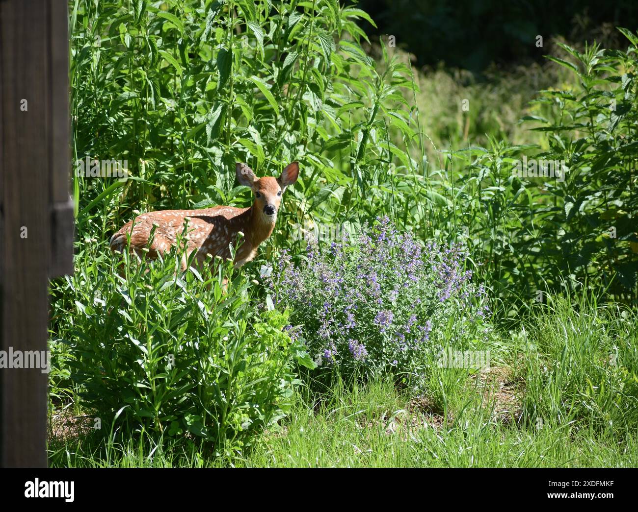 Fawn dans un pré Banque D'Images