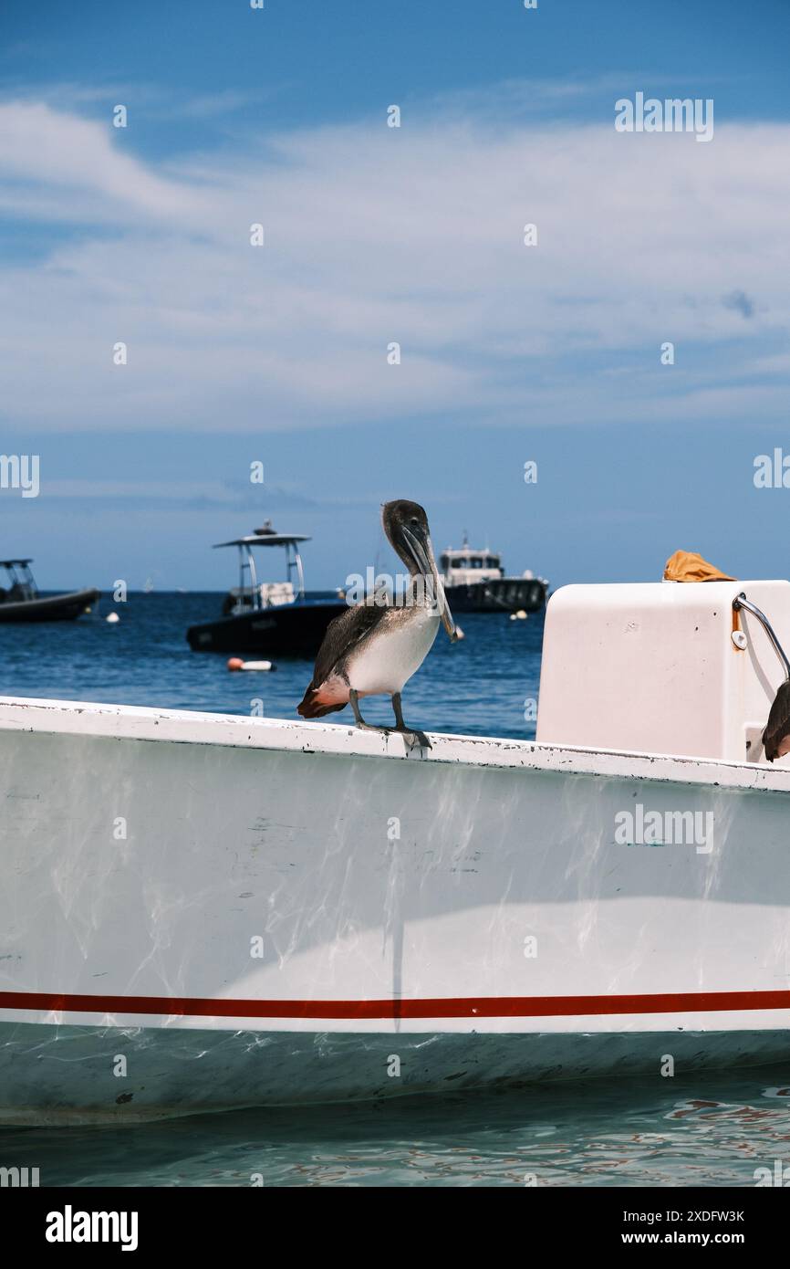 Jeune Pelican assis sur le bord d'un petit bateau de pêche à Terre-de-Haut, Îles des Saintes, Guadeloupe. Une île française dans les Caraïbes. Banque D'Images