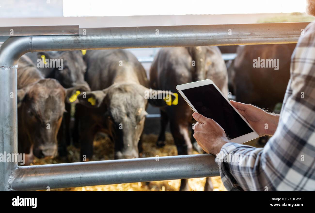 Transformation numérique et technologie mobile intelligente en agriculture. écran blanc de tablette numérique dans les mains de l'ouvrier agricole devant des vaches noires sur li Banque D'Images