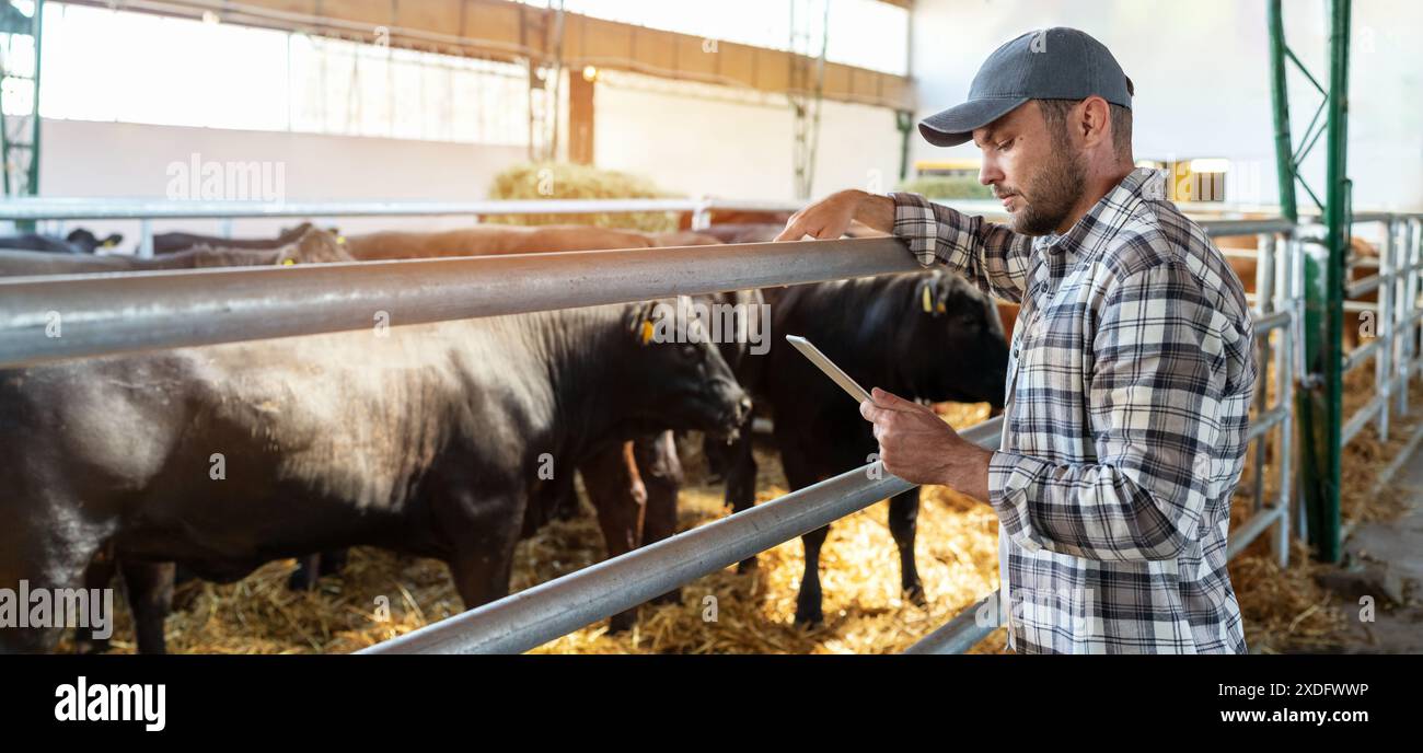 L'agriculteur mâle utilise la tablette numérique dans le ranch de bétail. Agriculture intelligente. Transformation numérique dans l’élevage et l’agriculture. Banque D'Images
