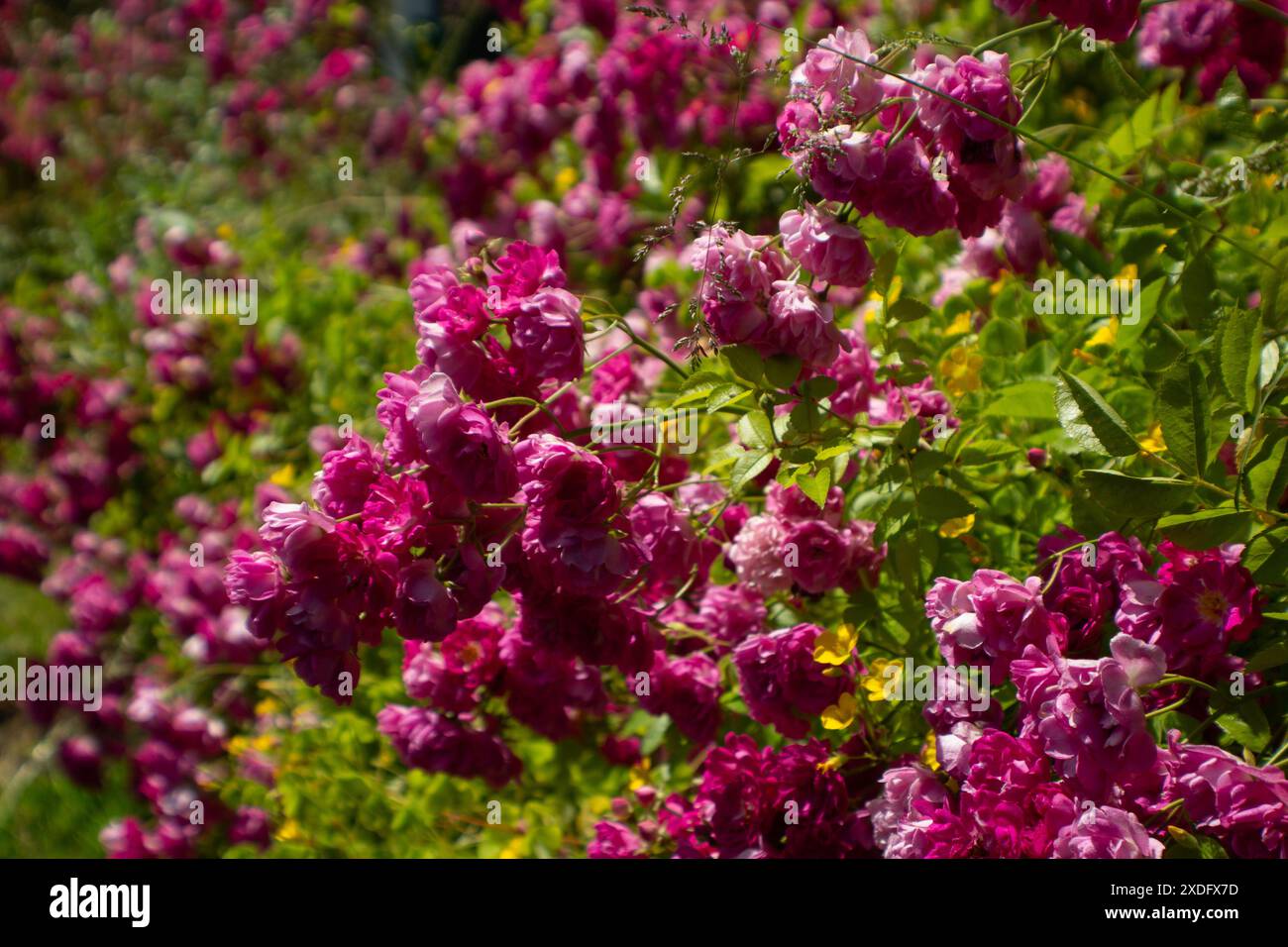 Jolie Polly Pink Rose Banque D'Images