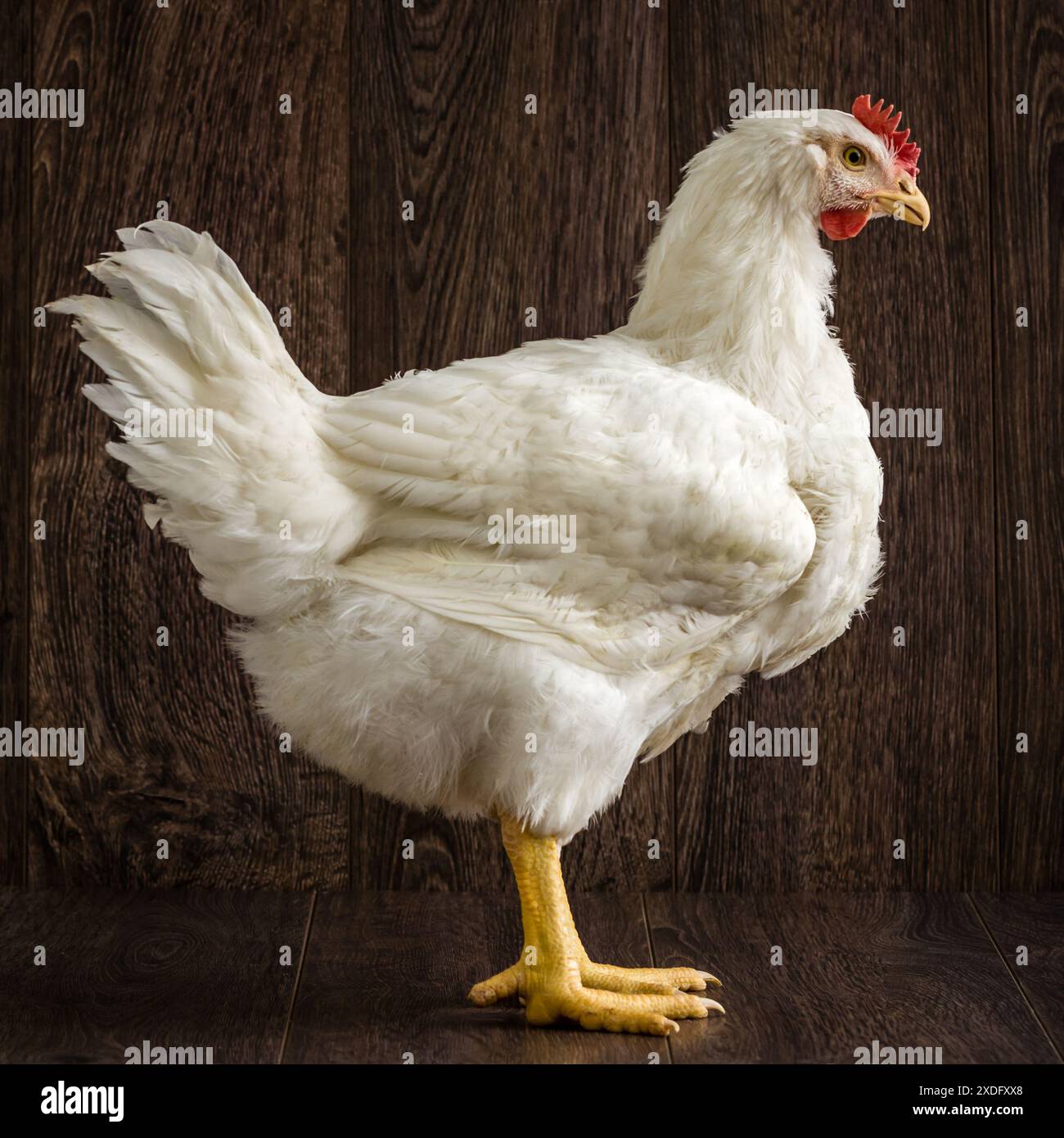 Leghorn de poulet blanc libre sur un plancher en bois sombre avec un fond sombre, prise de vue en studio. Banque D'Images
