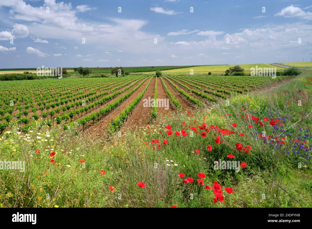 Des rangées de raisins dans un vignoble mènent loin d'un champ de coquelicots rouges sous un ciel bleu et des nuages blancs. Banque D'Images