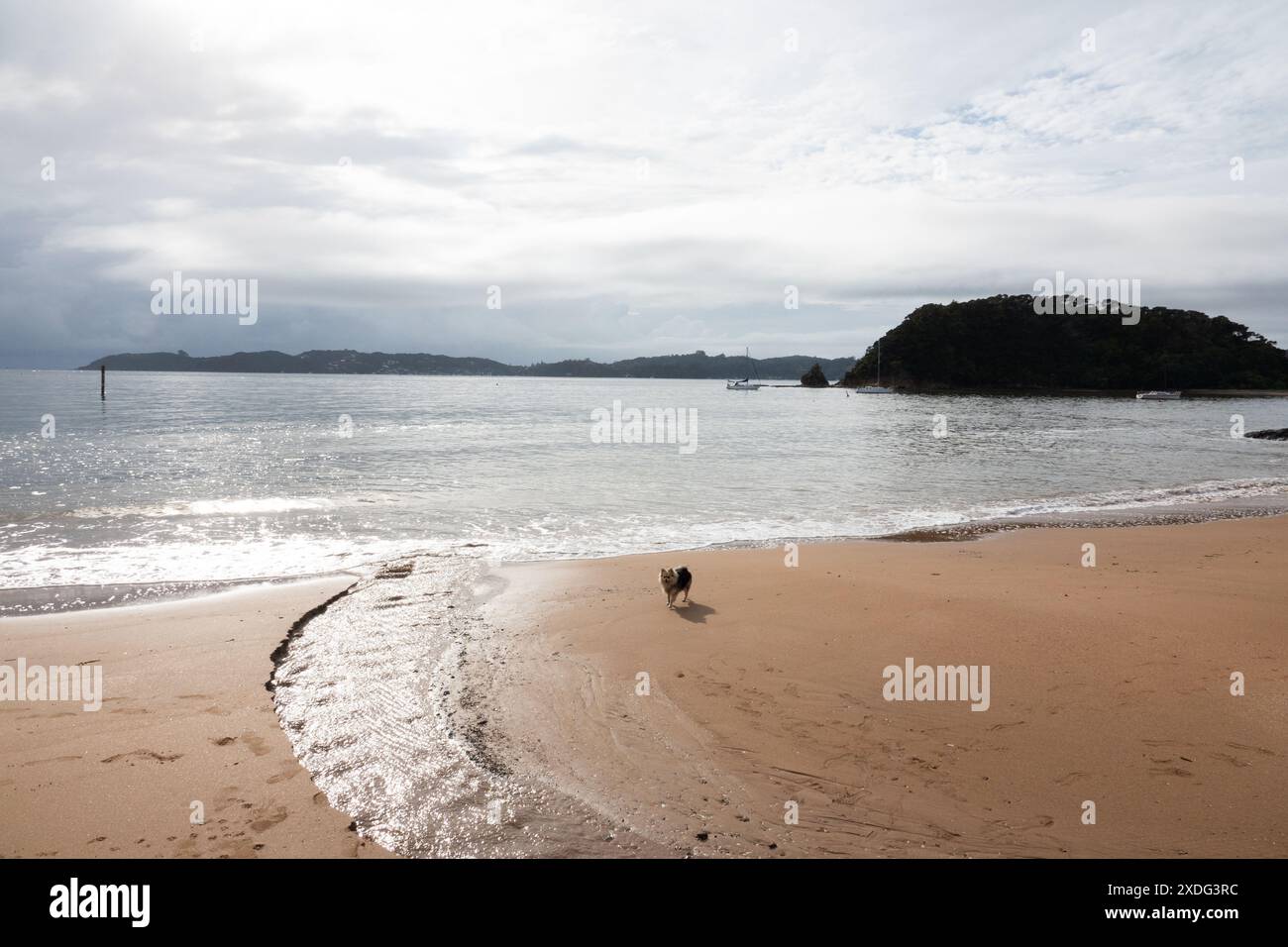 Chien sur la plage de Paihia, Bay of Islands, Nouvelle-Zélande Banque D'Images