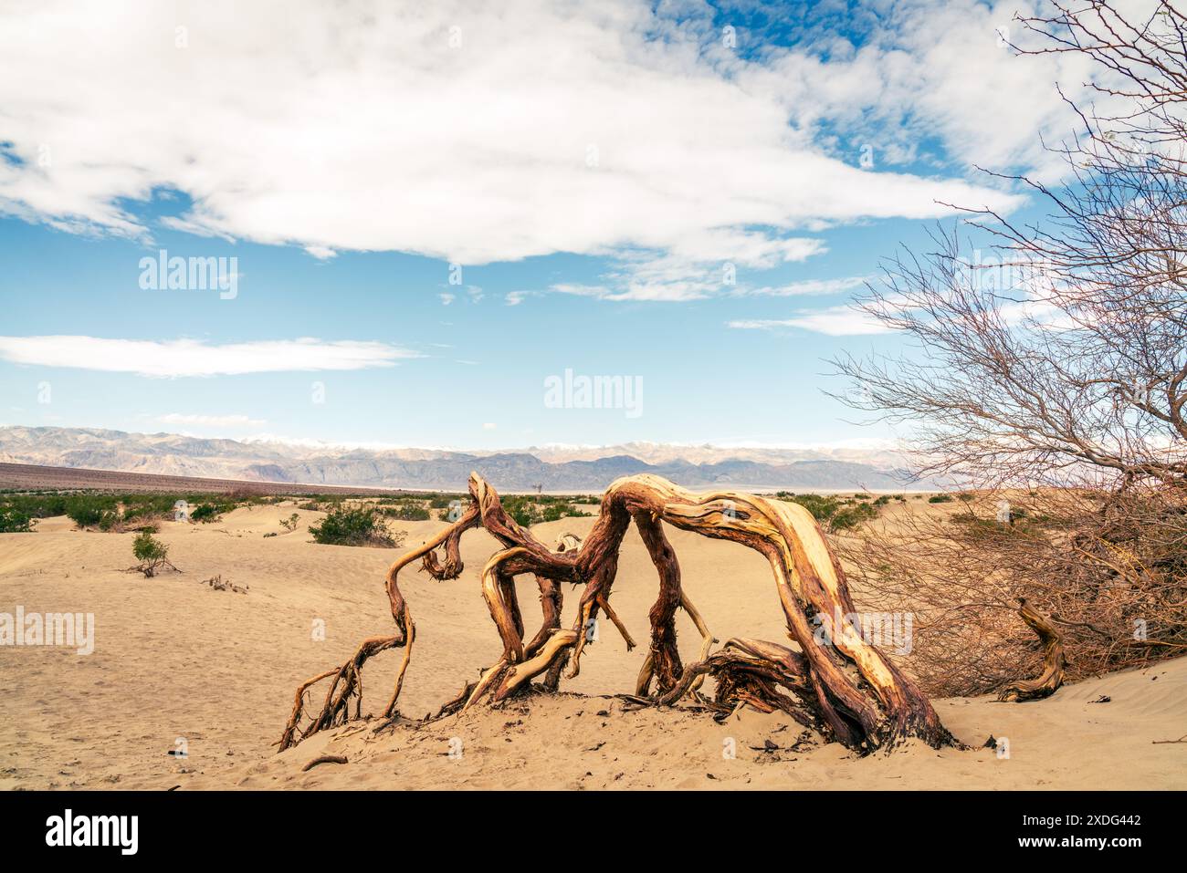 Arbres Mesquite qui ont donné leur nom aux dunes de sable de Mesquite Flat dans le parc national de Death Valley en Californie Banque D'Images